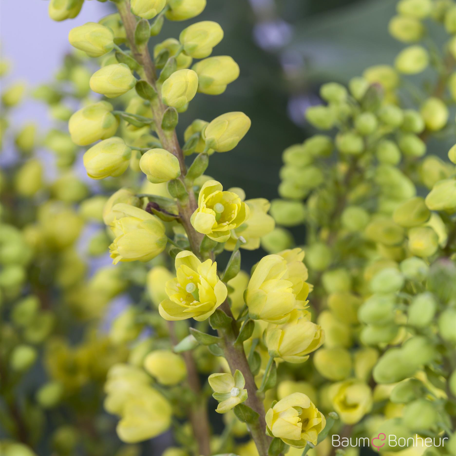 Mahonia media 'Winter Sun'