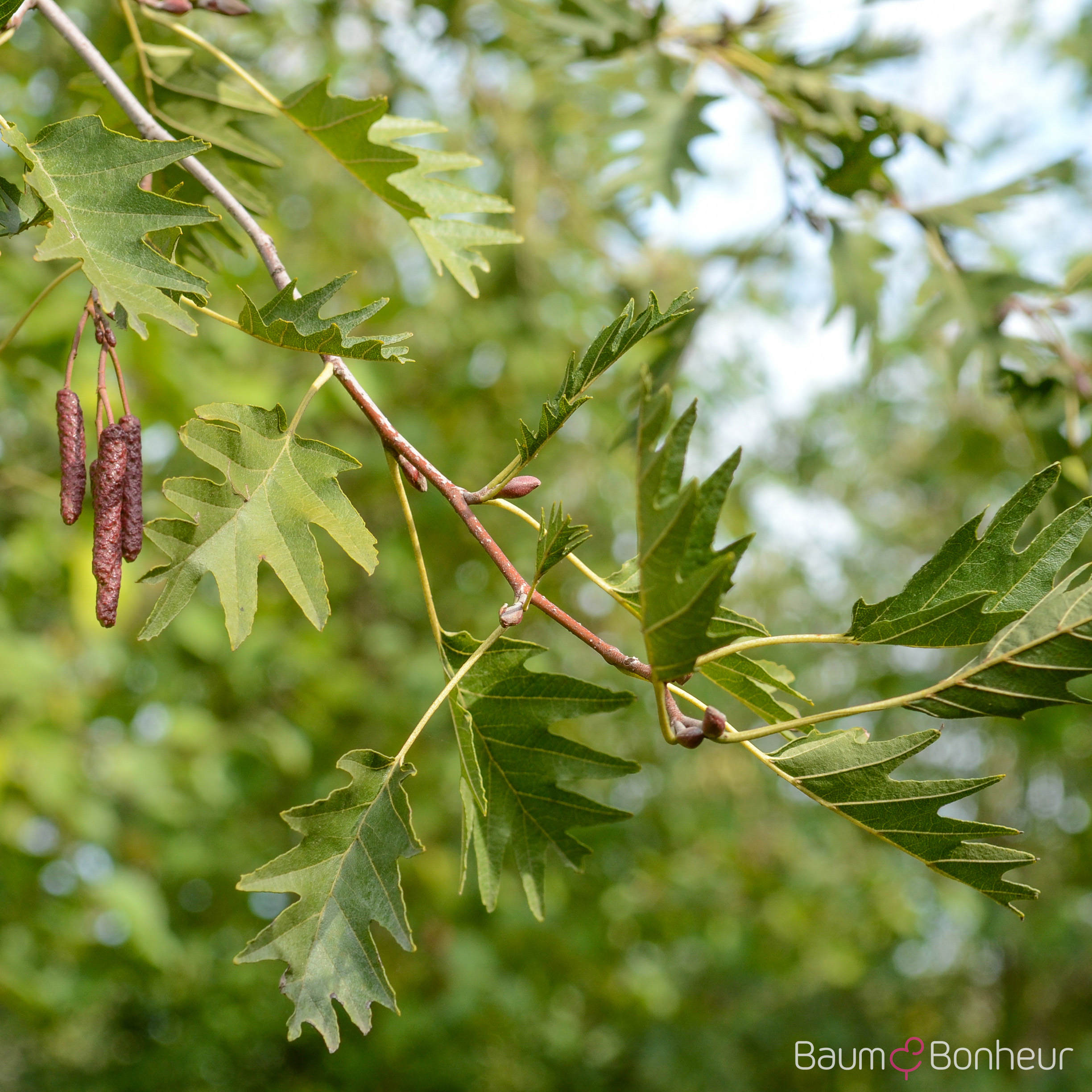 Alnus glutinosa 'Laciniata'