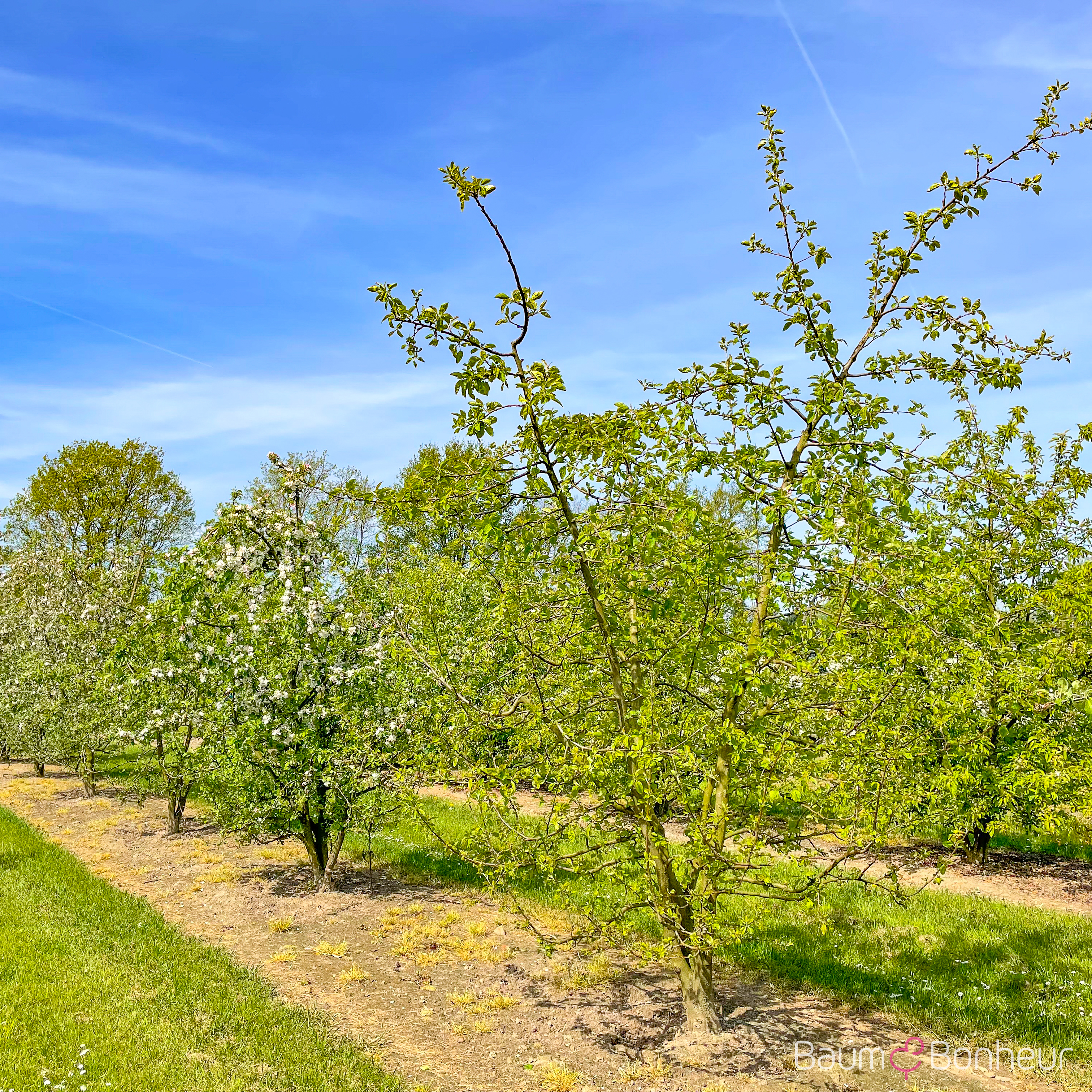 Malus sylvestris