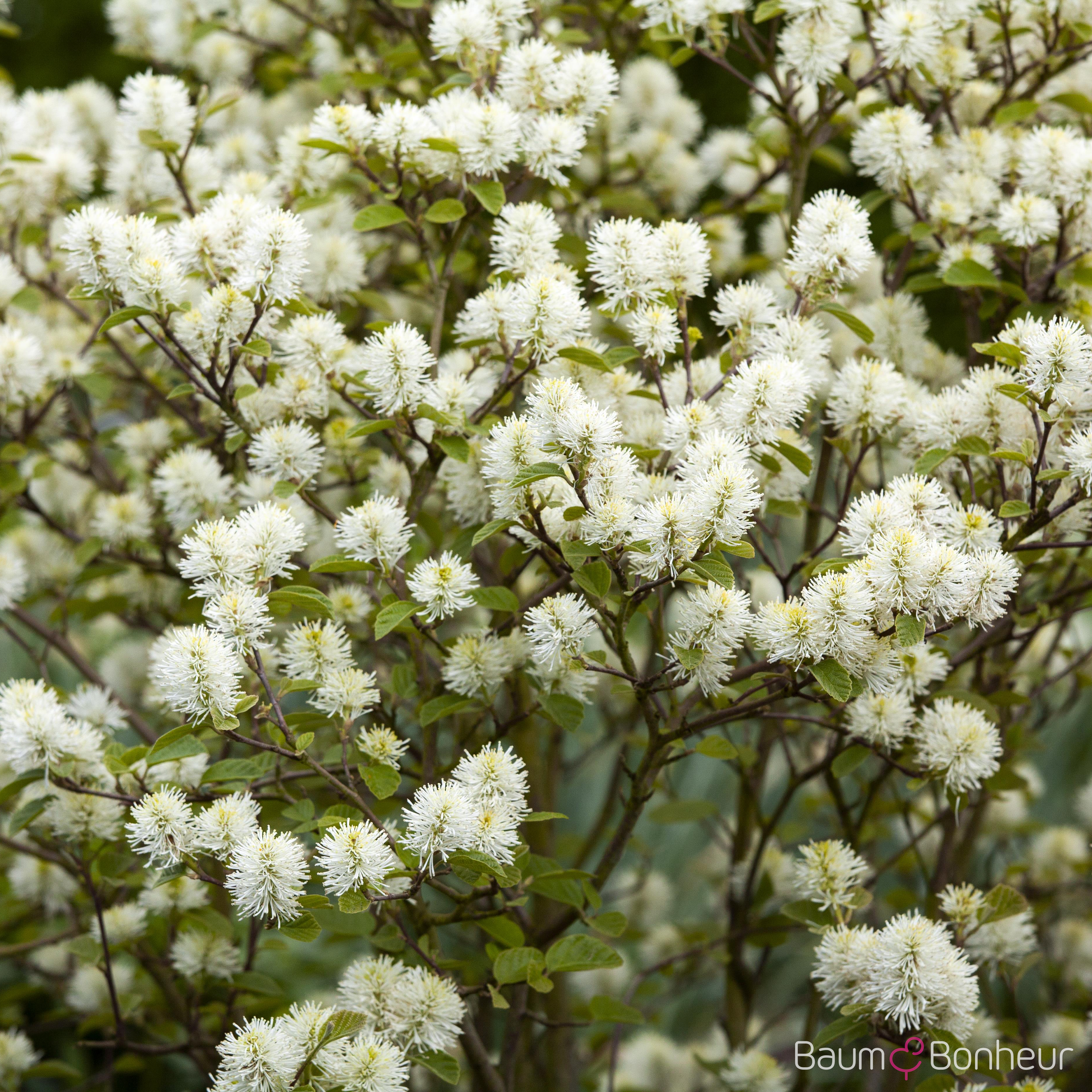 Fothergilla gardenii