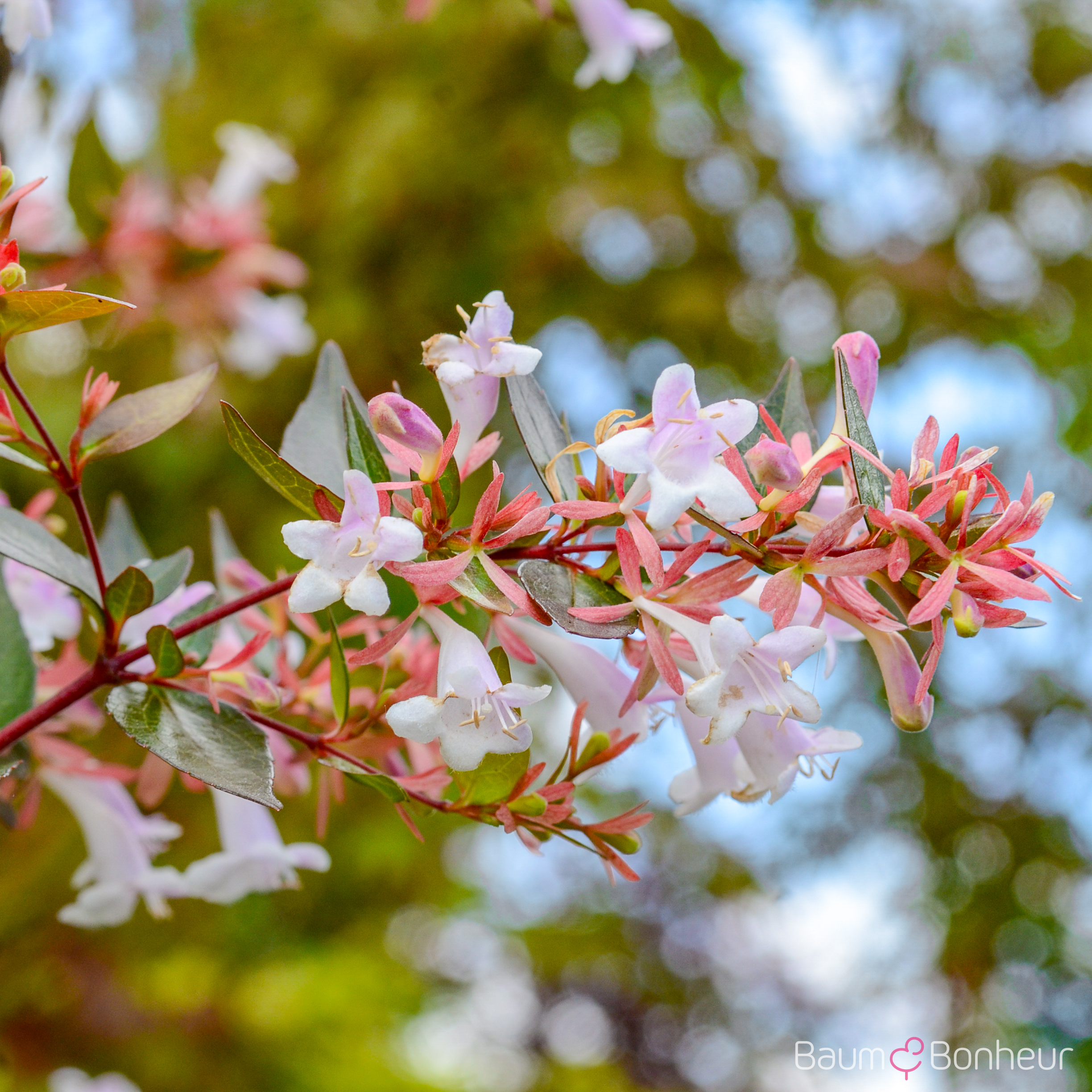 Abelia grandiflora 'Edward Goucher'
