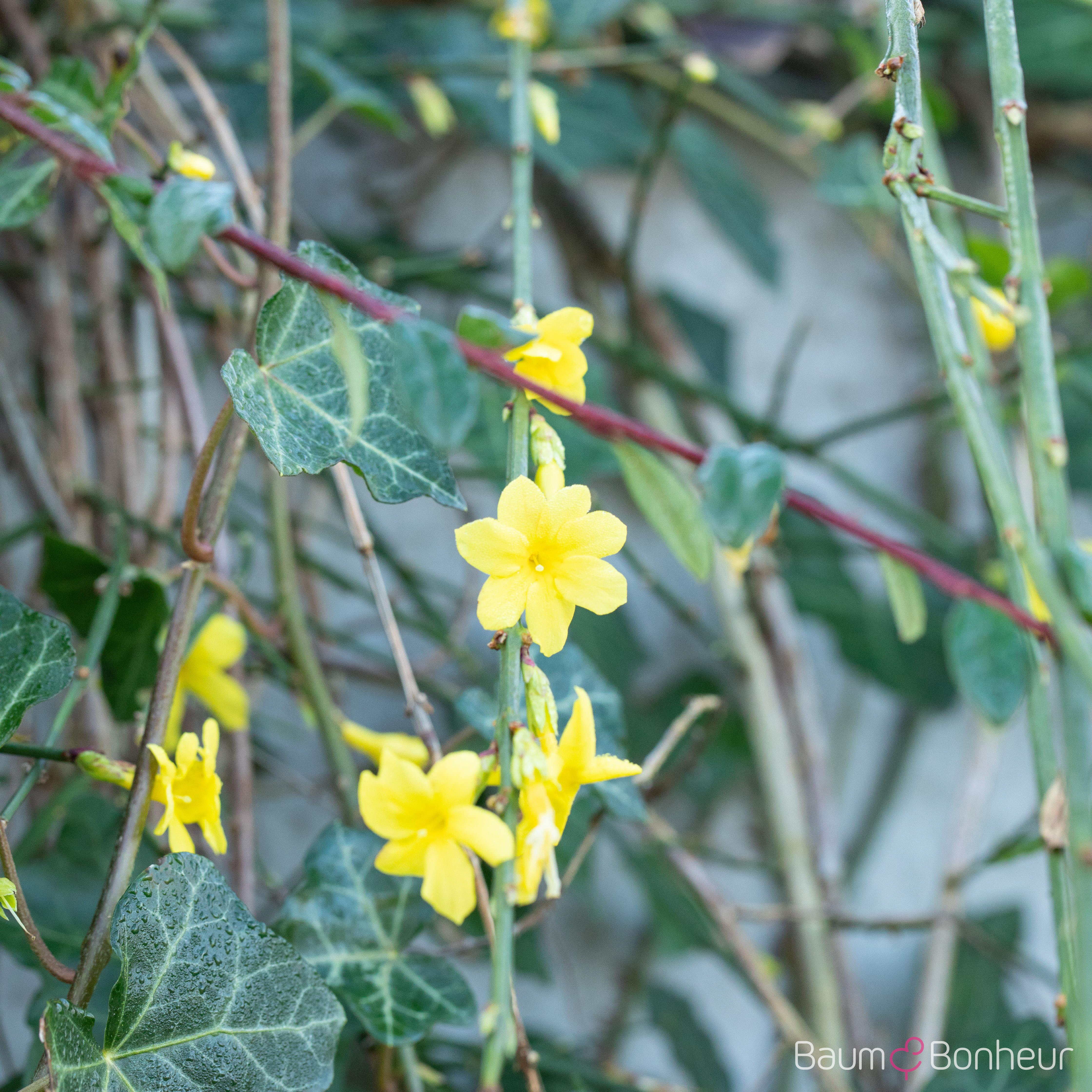 Jasminum nudiflorum