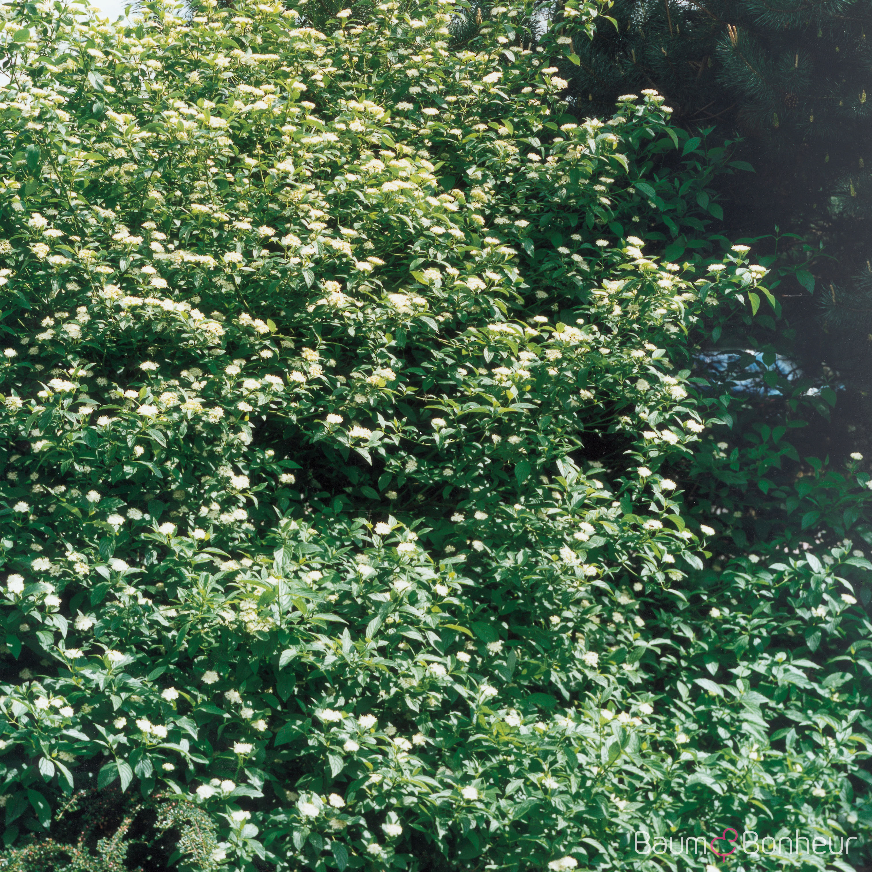 Cornus alba