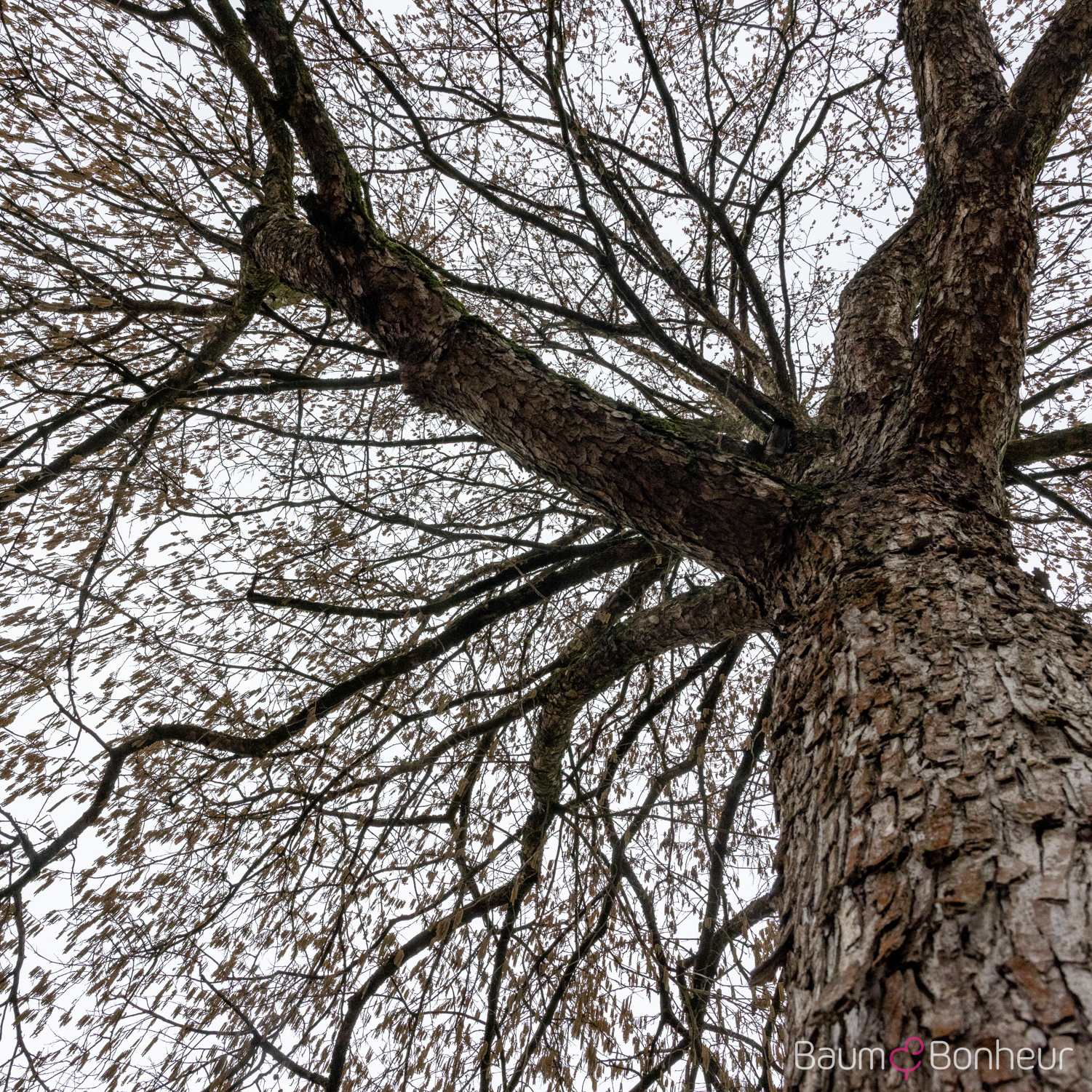 Corylus colurna