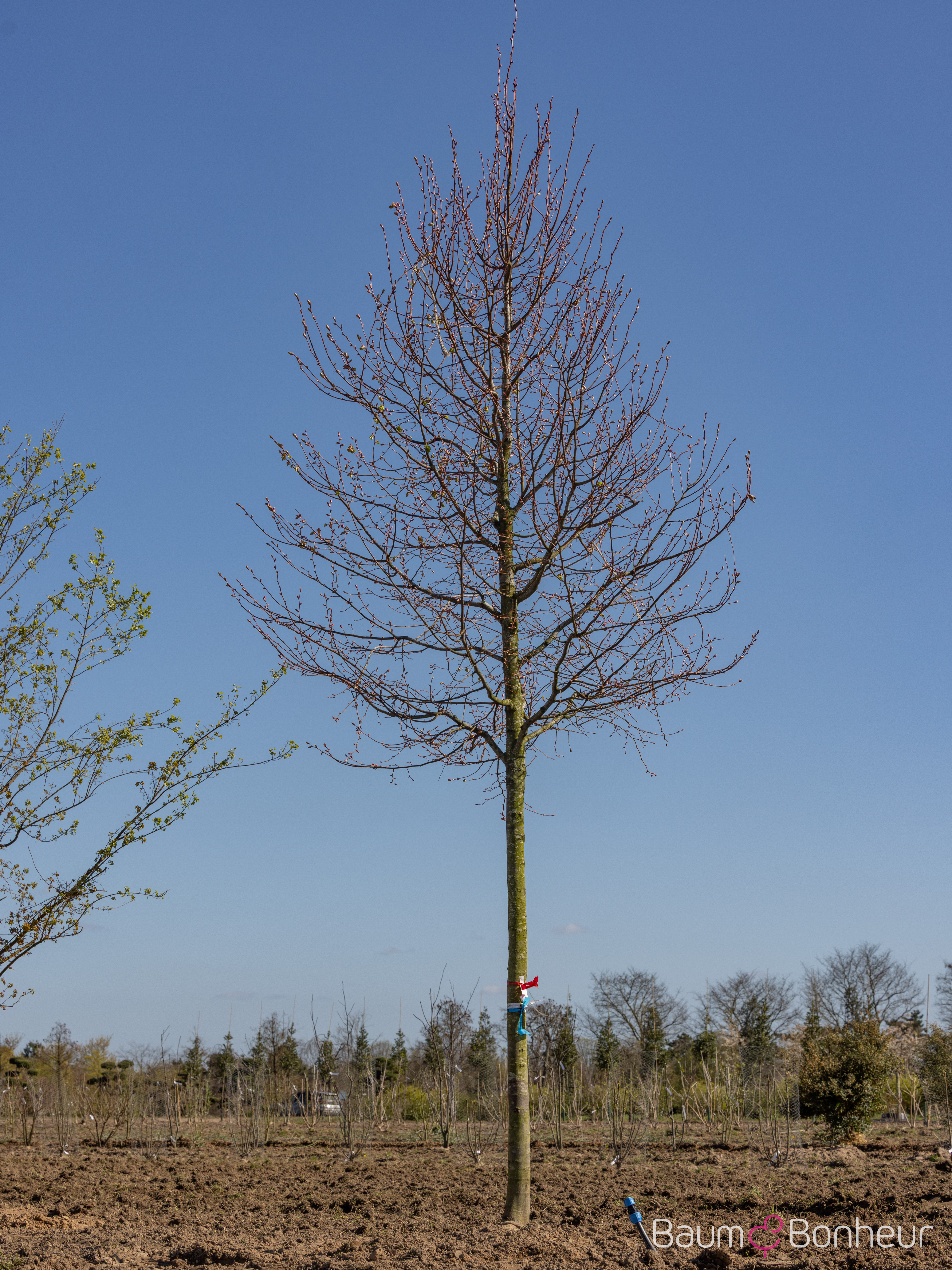 Tilia cordata 'Winter Orange'