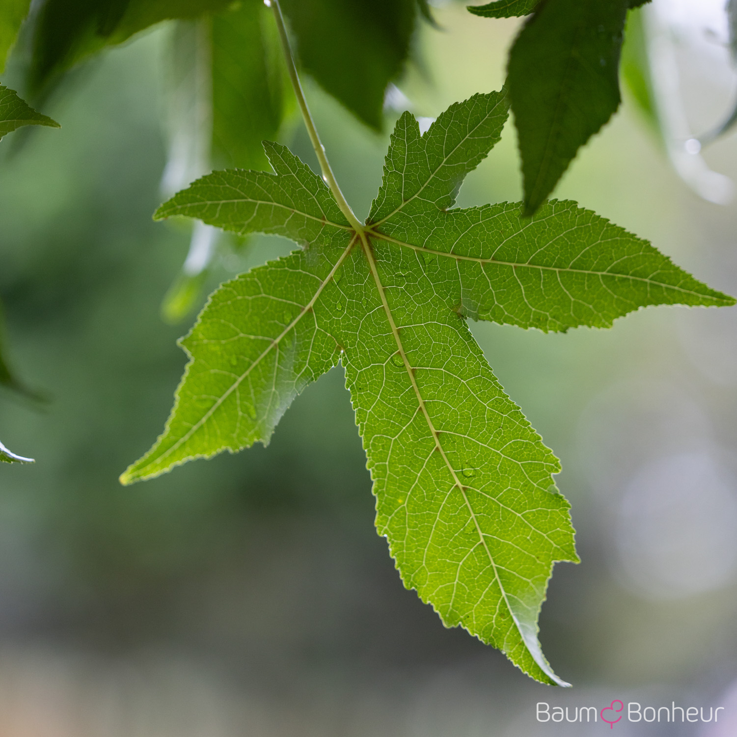 Liquidambar styraciflua 'Gumball'