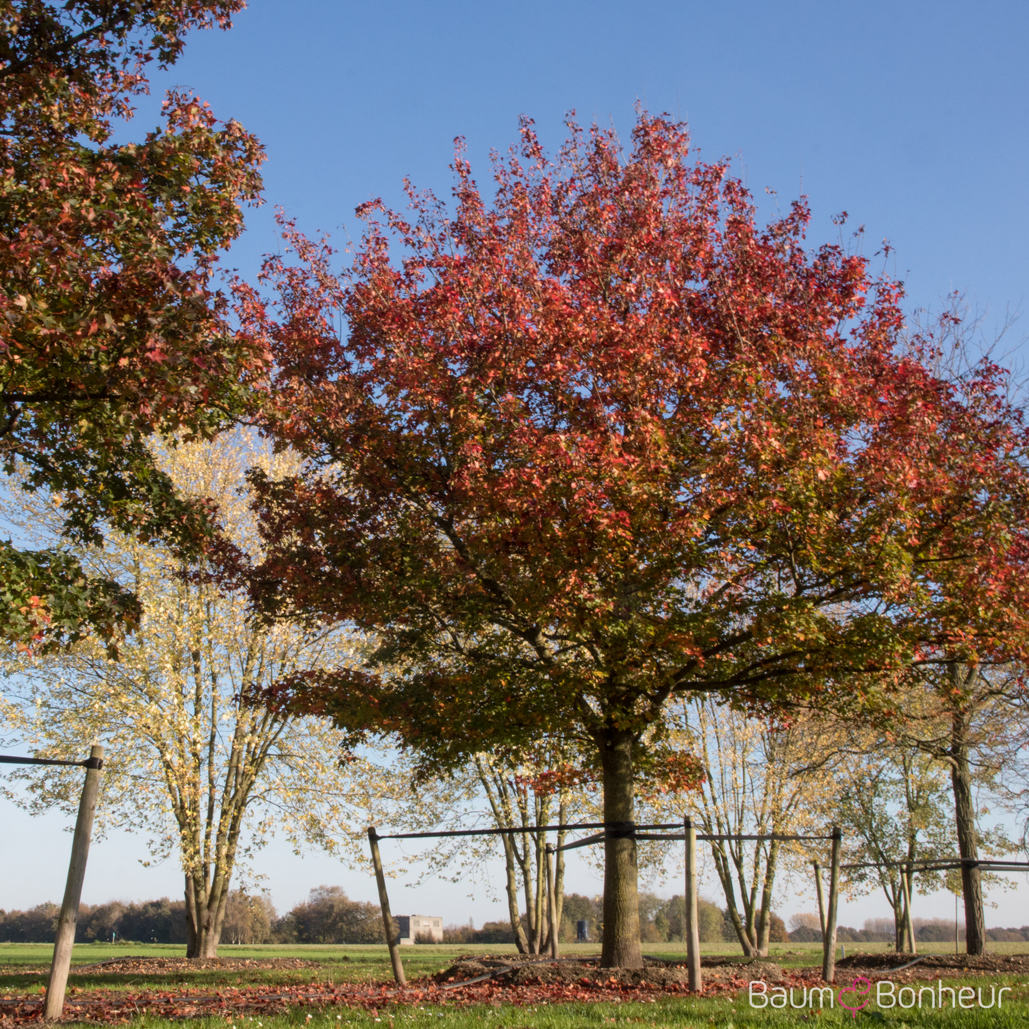 Acer truncatum 'Pacific Sunset' -R-