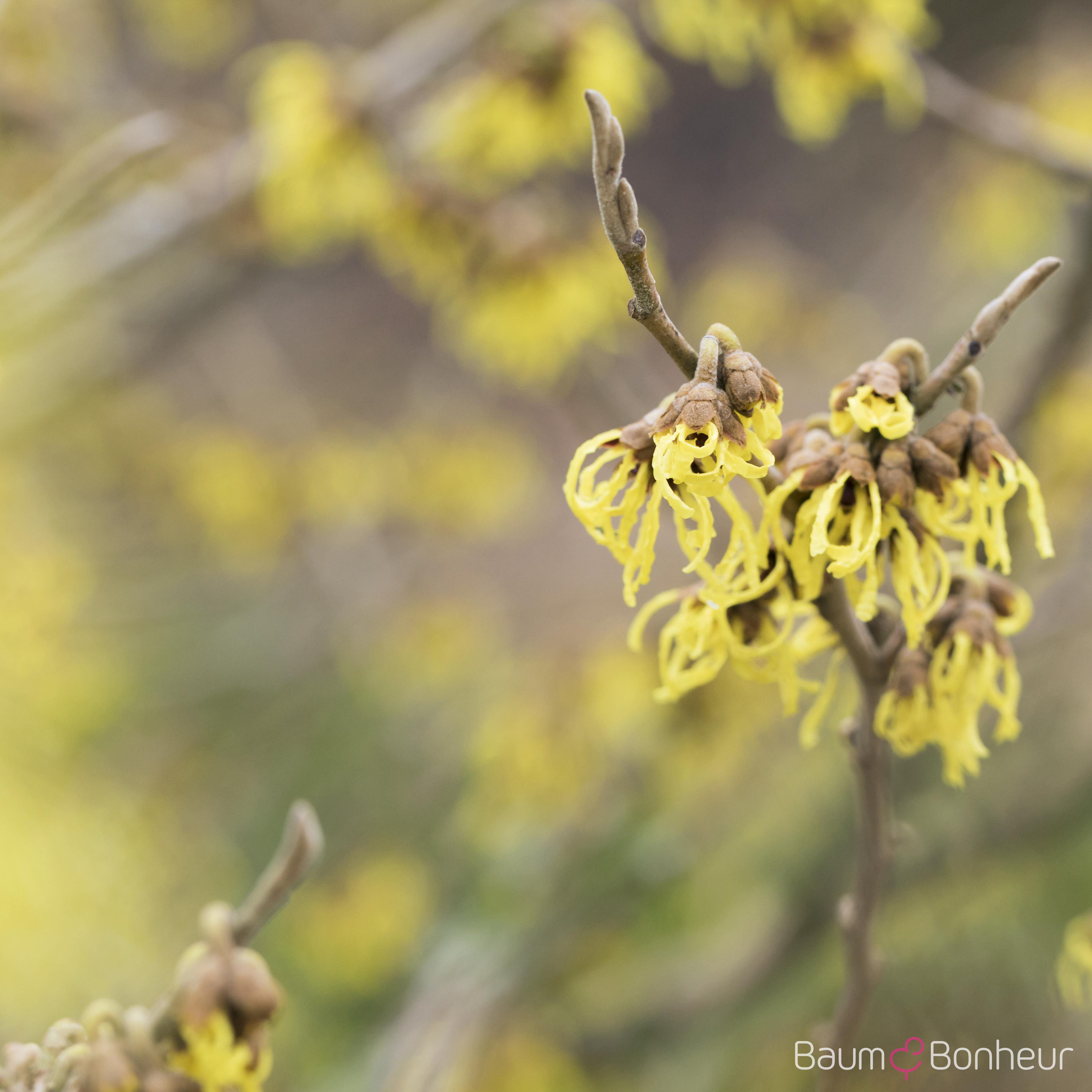 Hamamelis intermedia 'Arnold Promise'