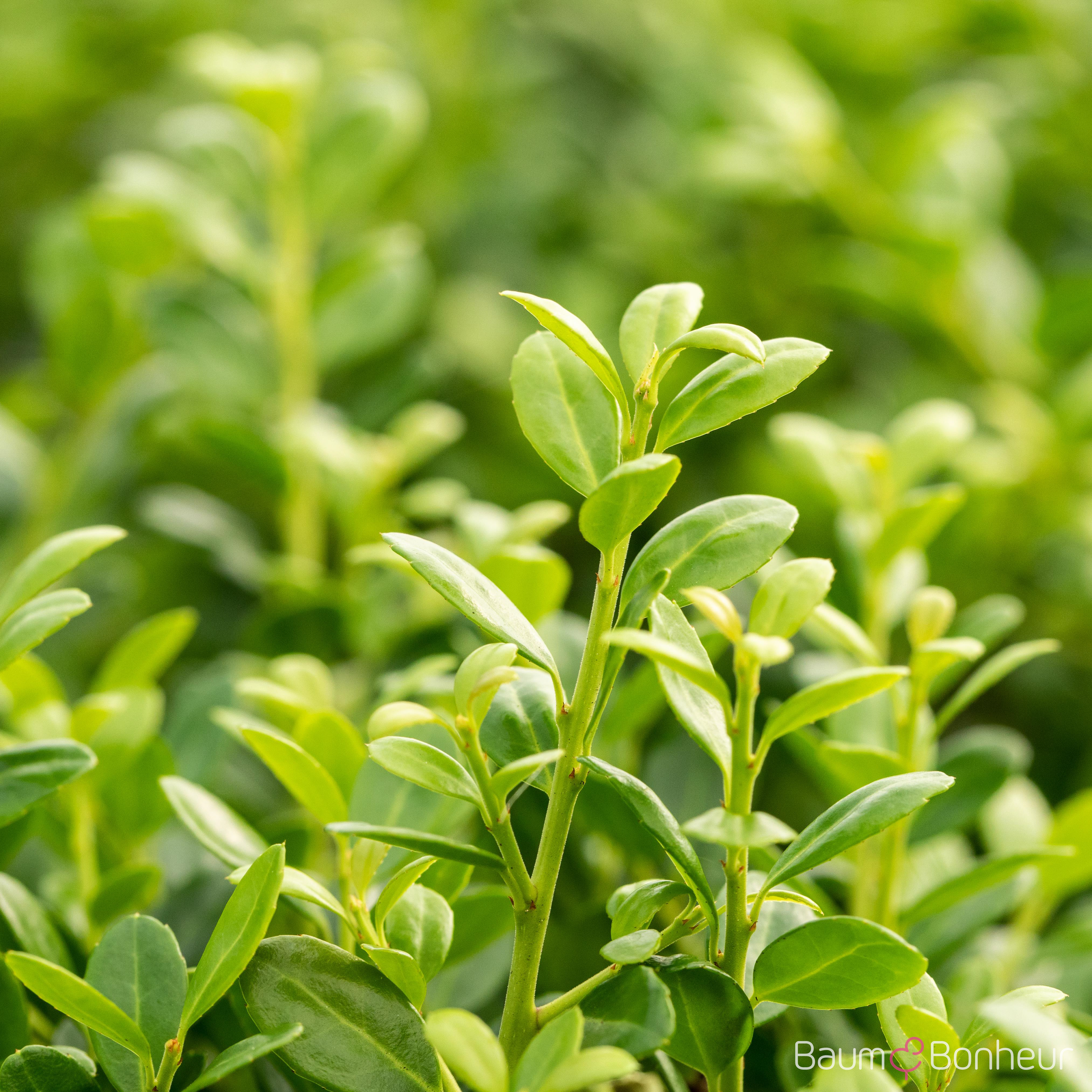Ilex crenata
