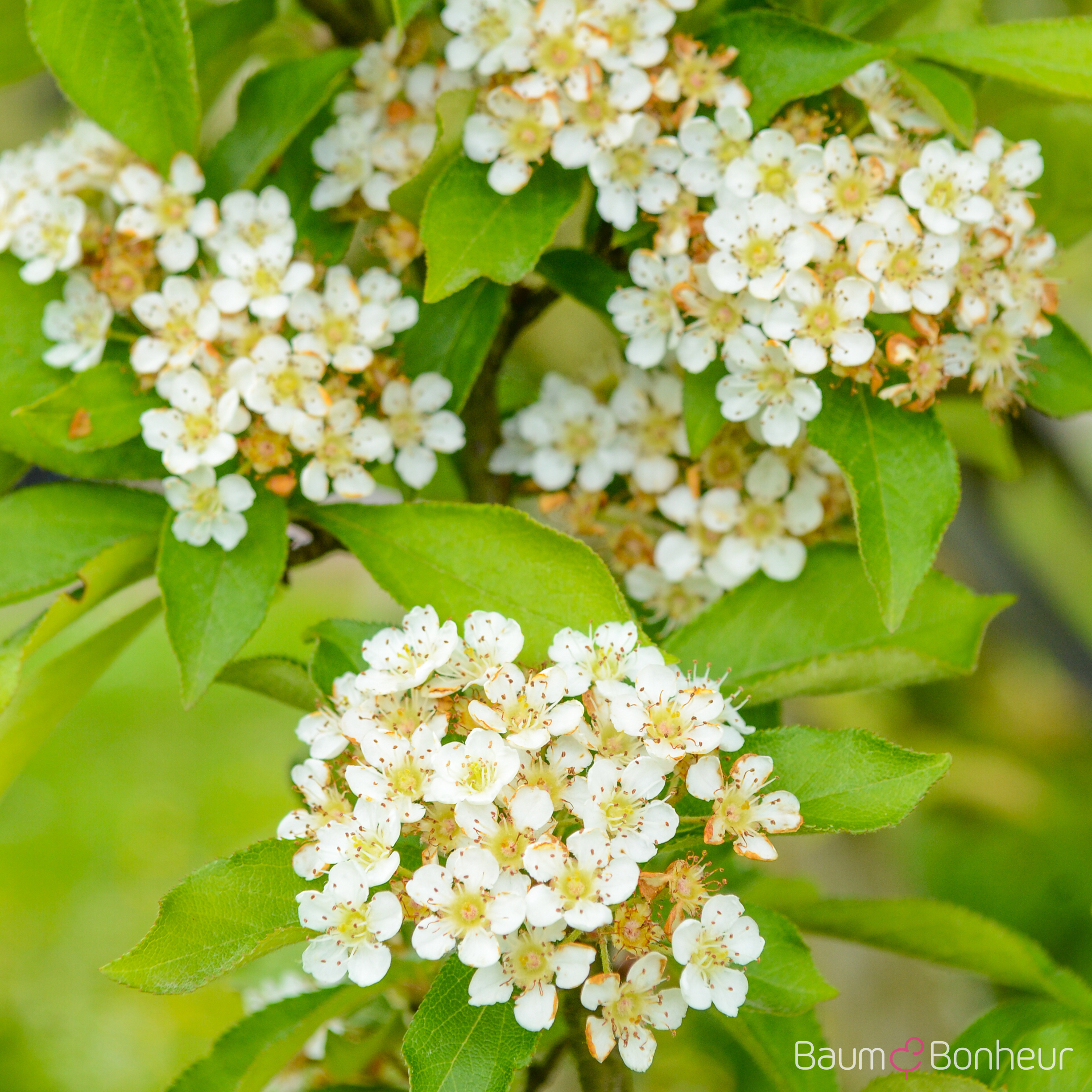 Photinia villosa
