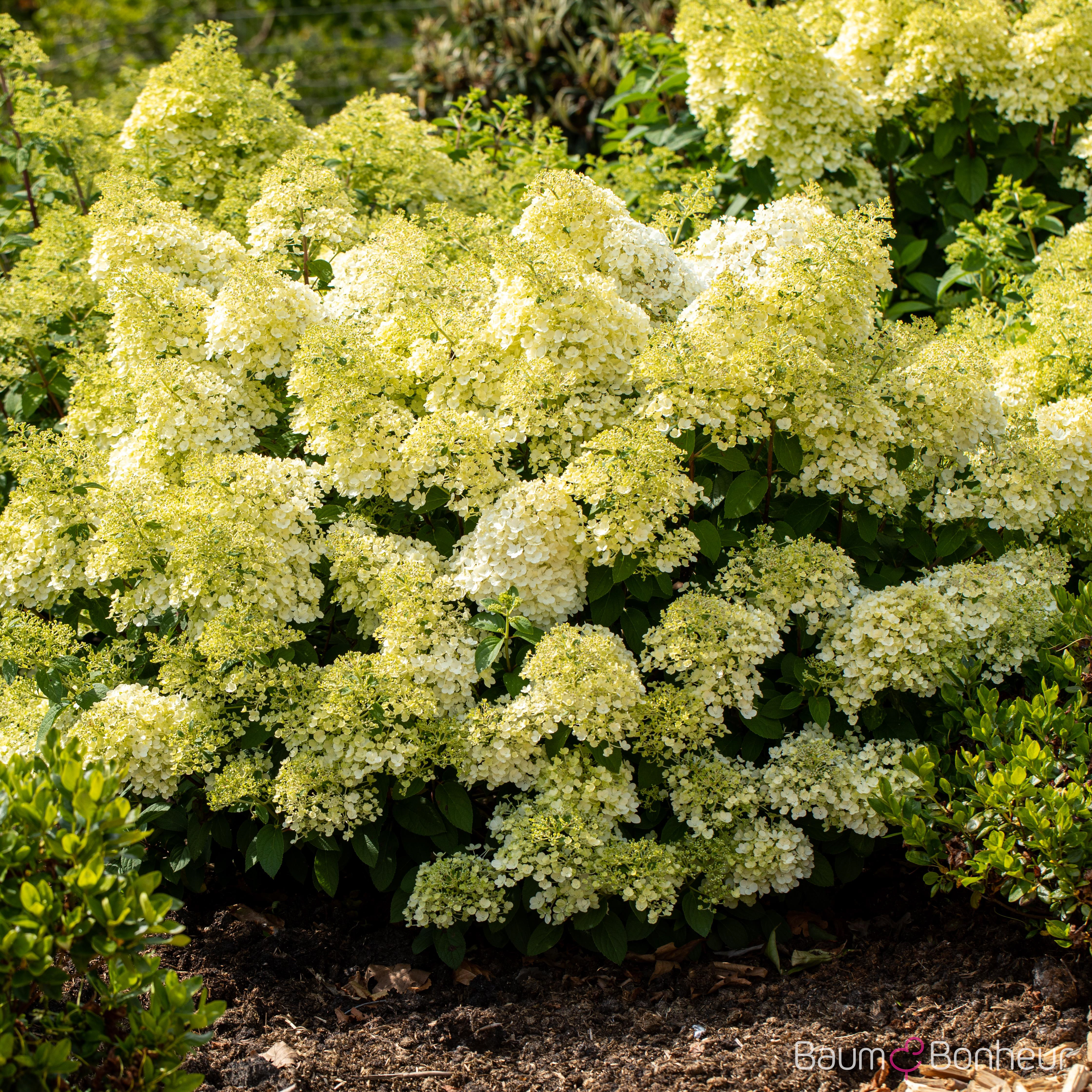 Hydrangea paniculata 'Bobo' -R-