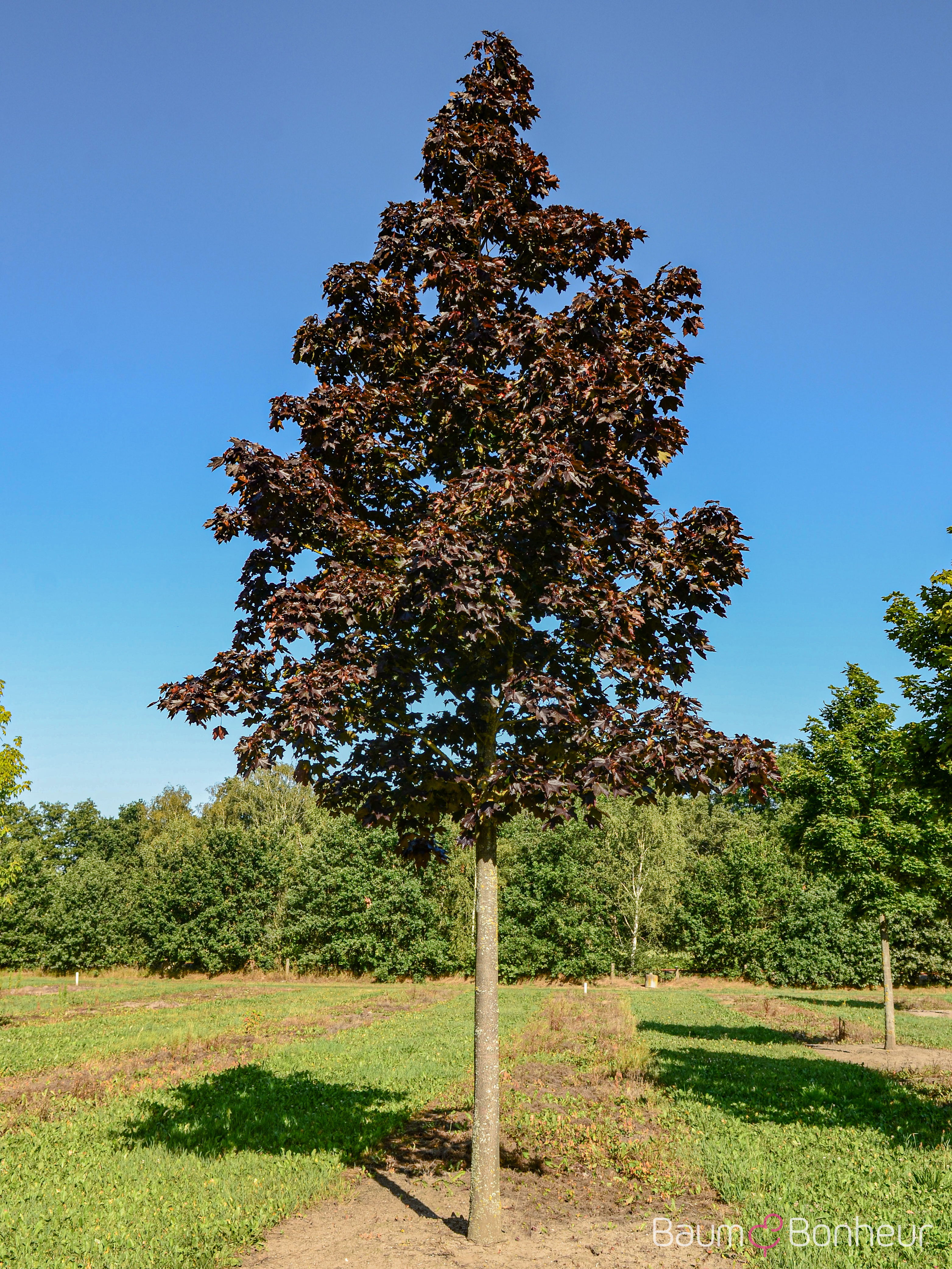 Acer platanoides 'Crimson King'