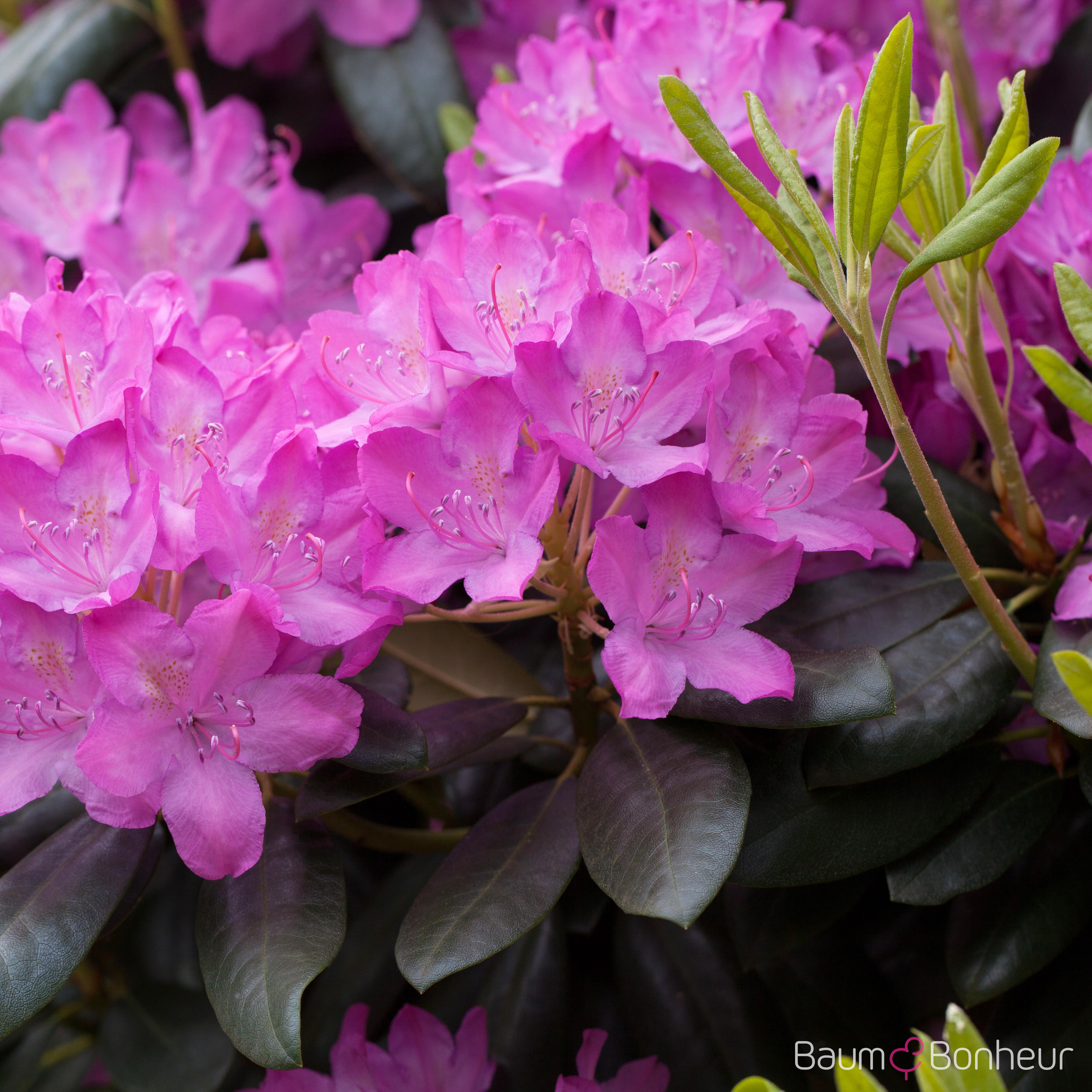 Rhododendron 'Roseum Elegans'