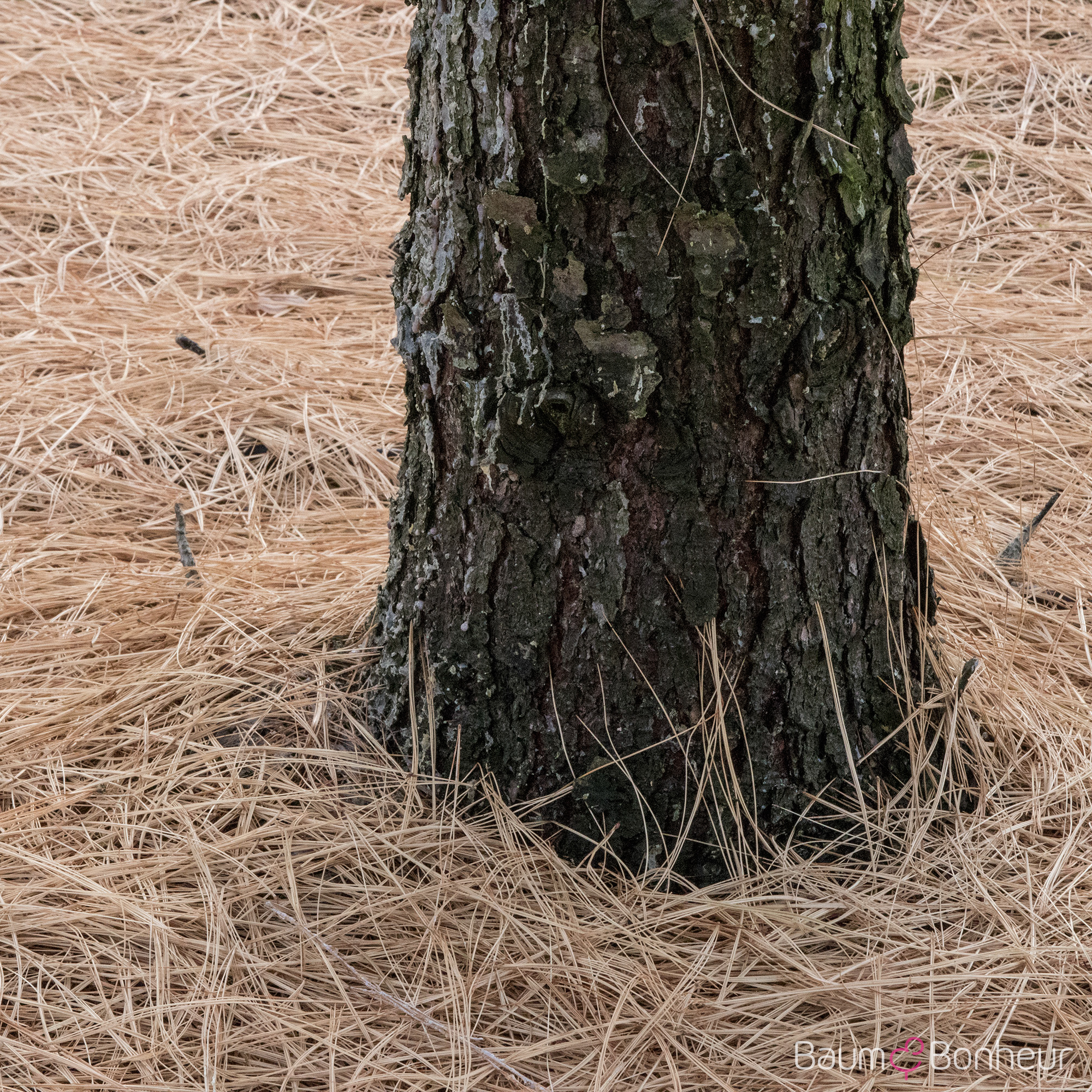 Pinus wallichiana