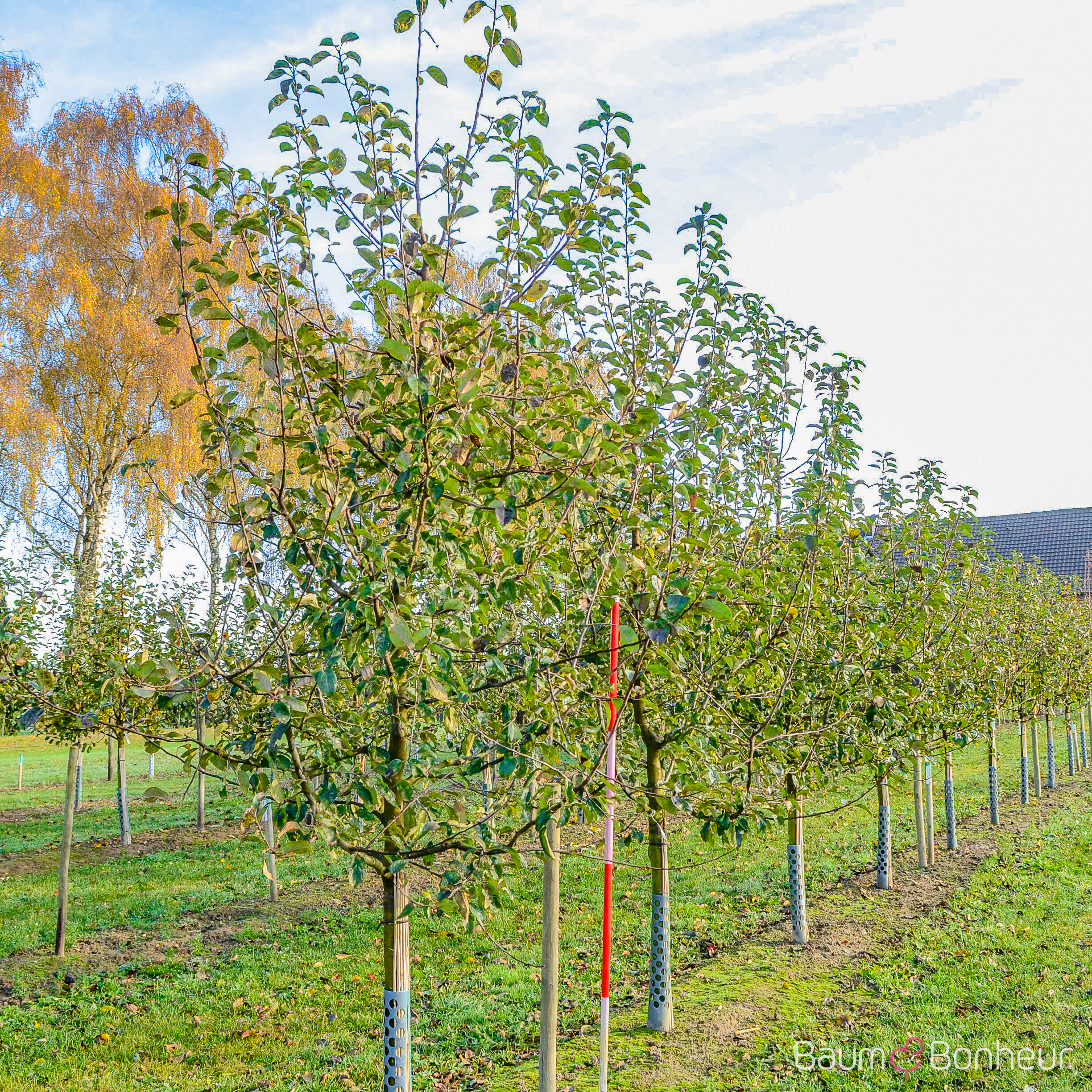 Malus 'Roter Gravensteiner'