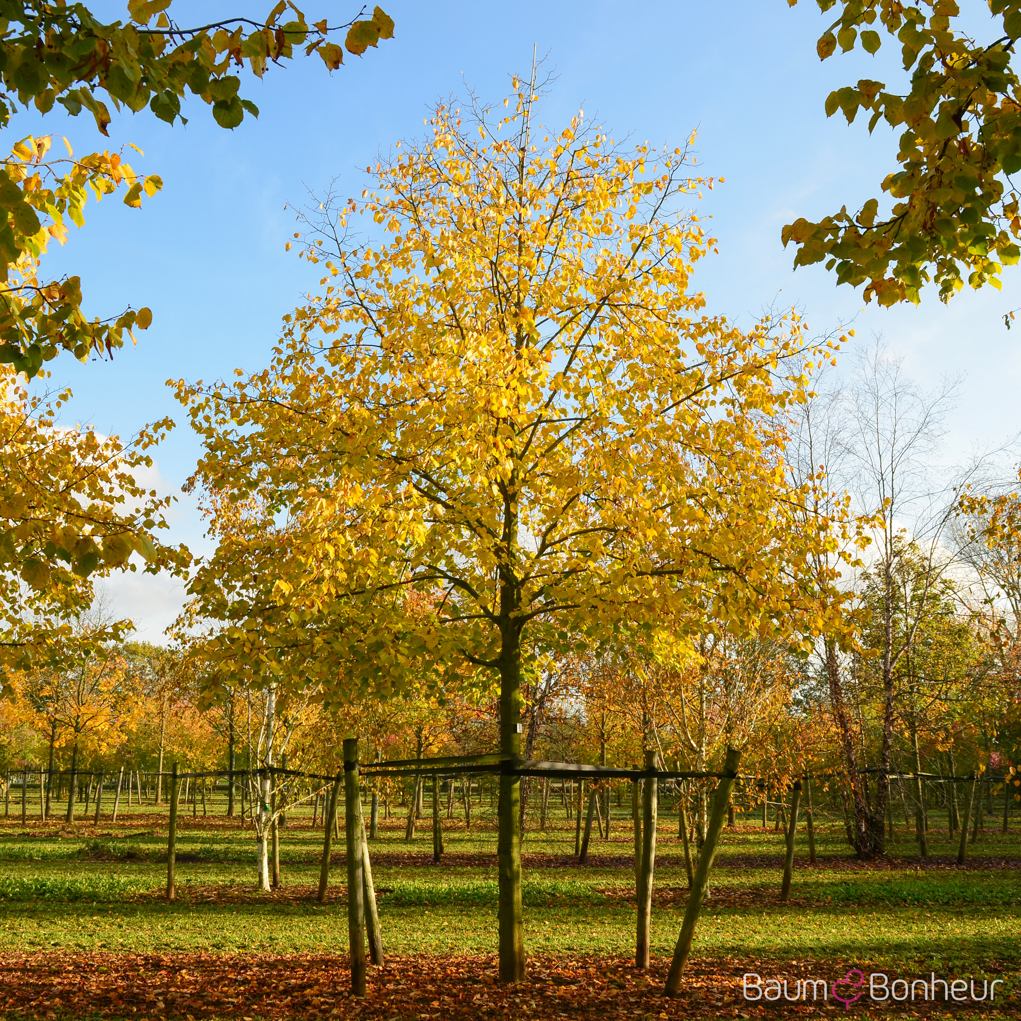 Tilia europaea 'Pallida'