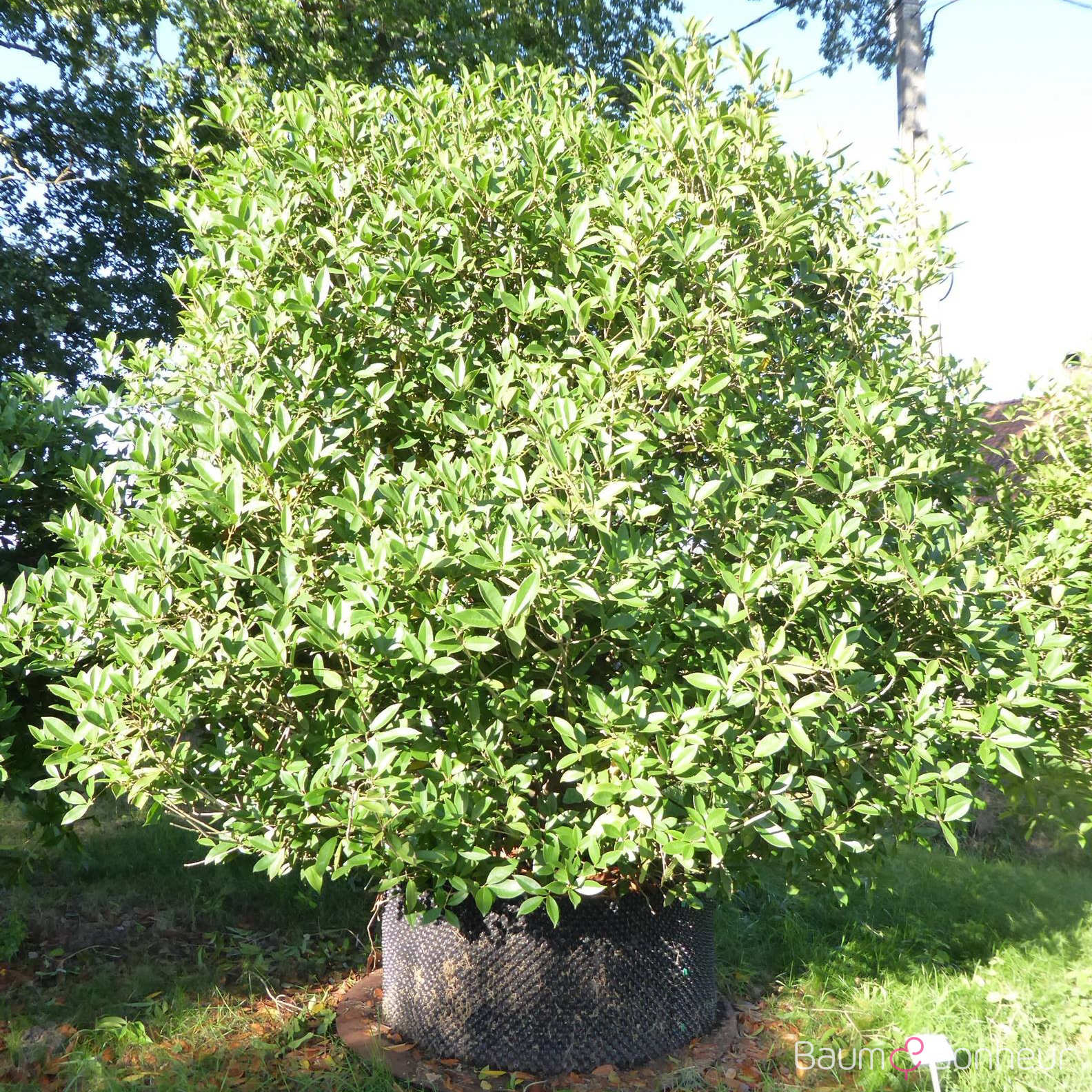 Osmanthus armatus