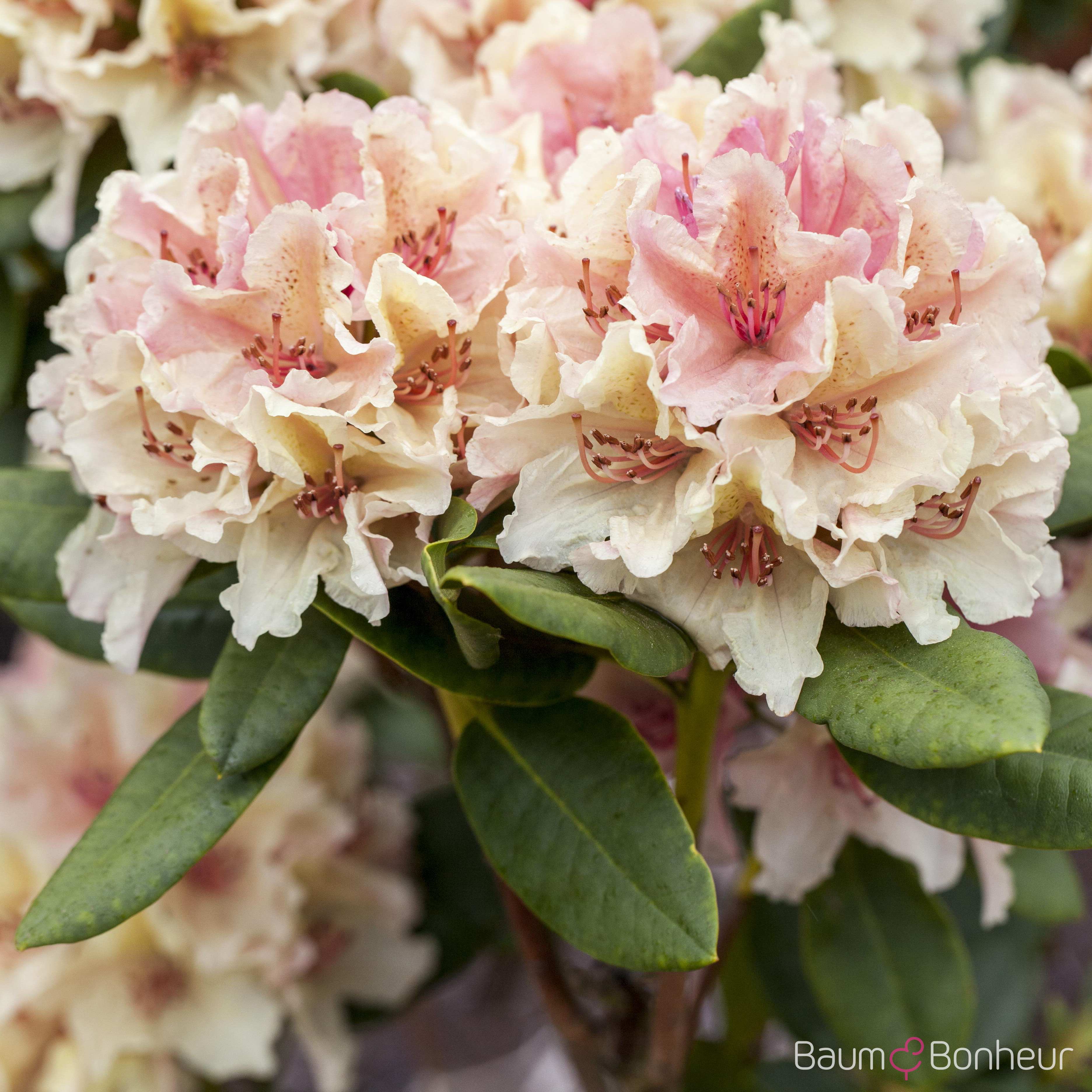 Rhododendron yakushimanum 'Percy Wiseman'