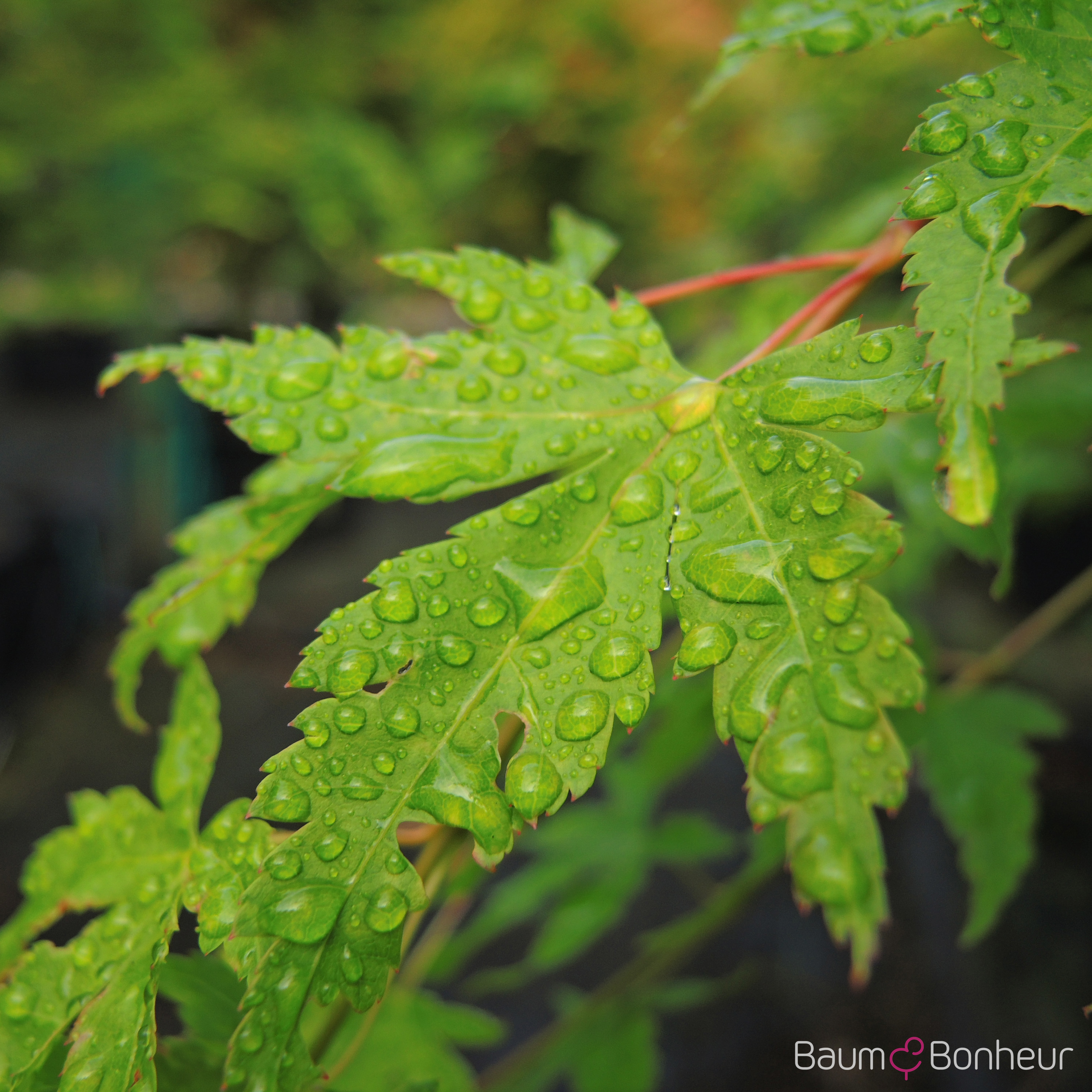 Acer palmatum 'Sangokaku'