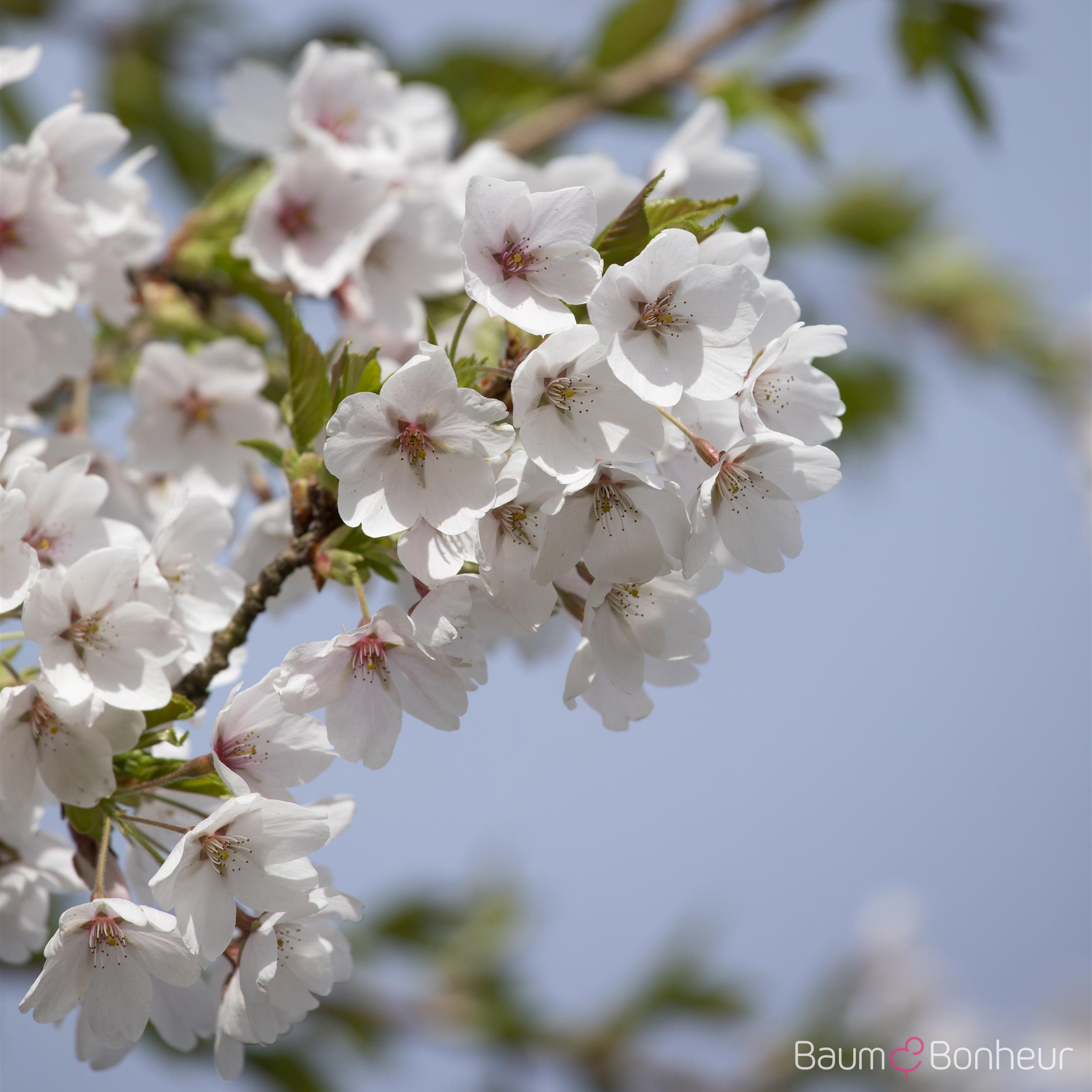 Prunus yedoensis