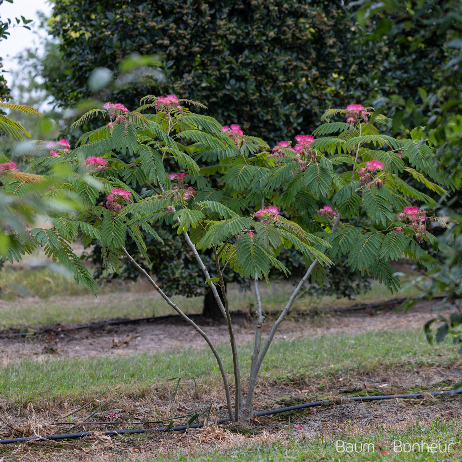 Albizia julibrissin