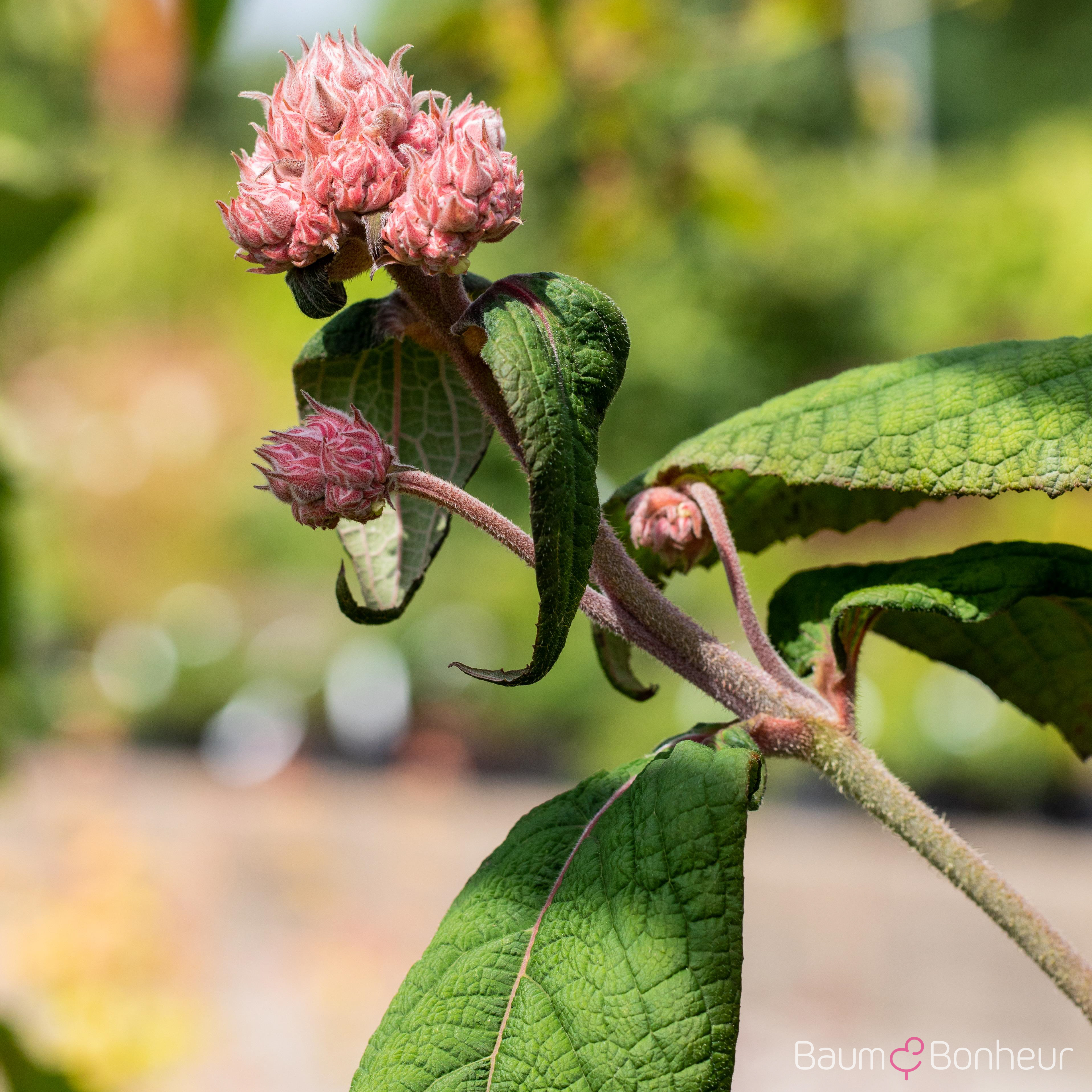 Hydrangea aspera 'Macrophylla'
