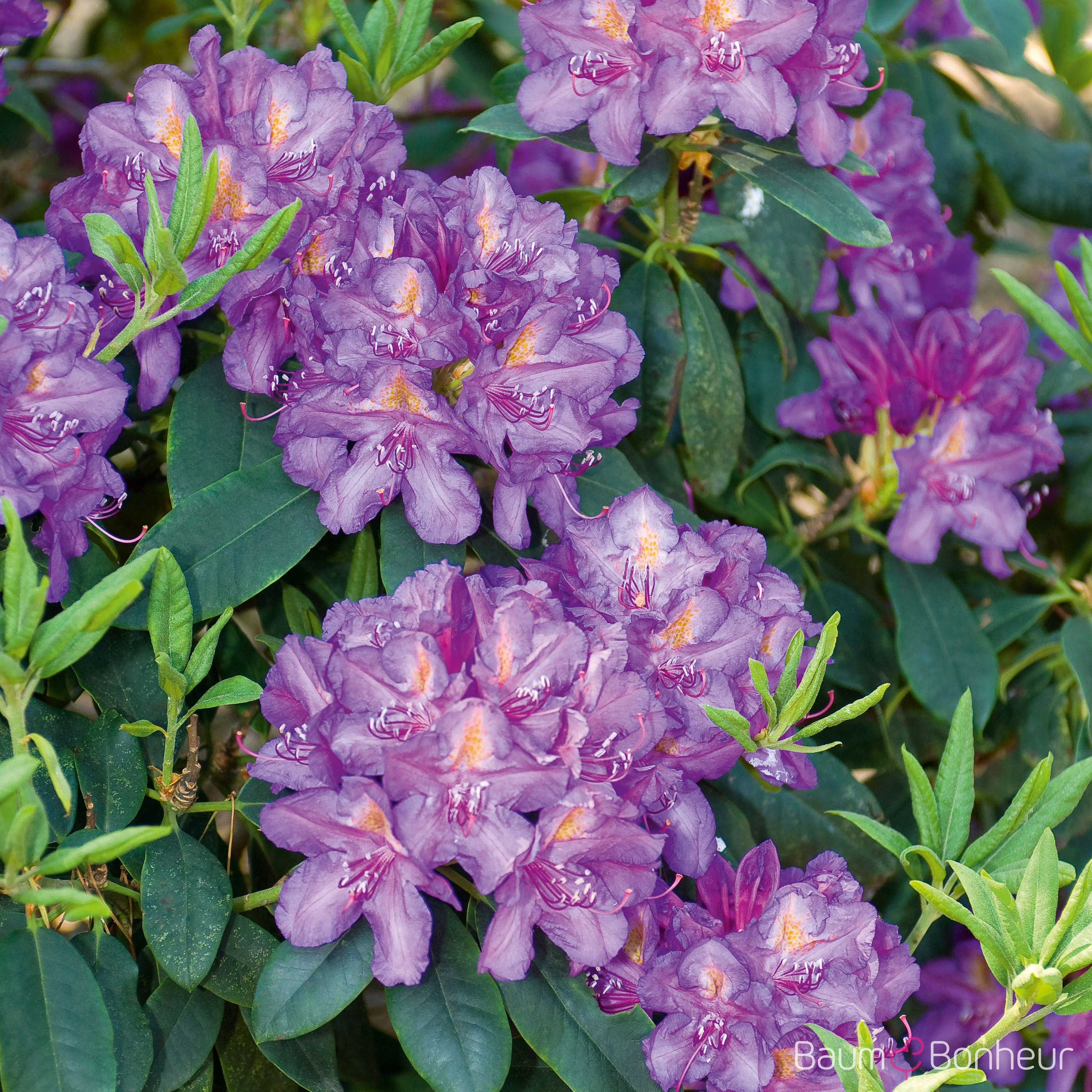 Rhododendron 'Lee‘s Dark Purple'