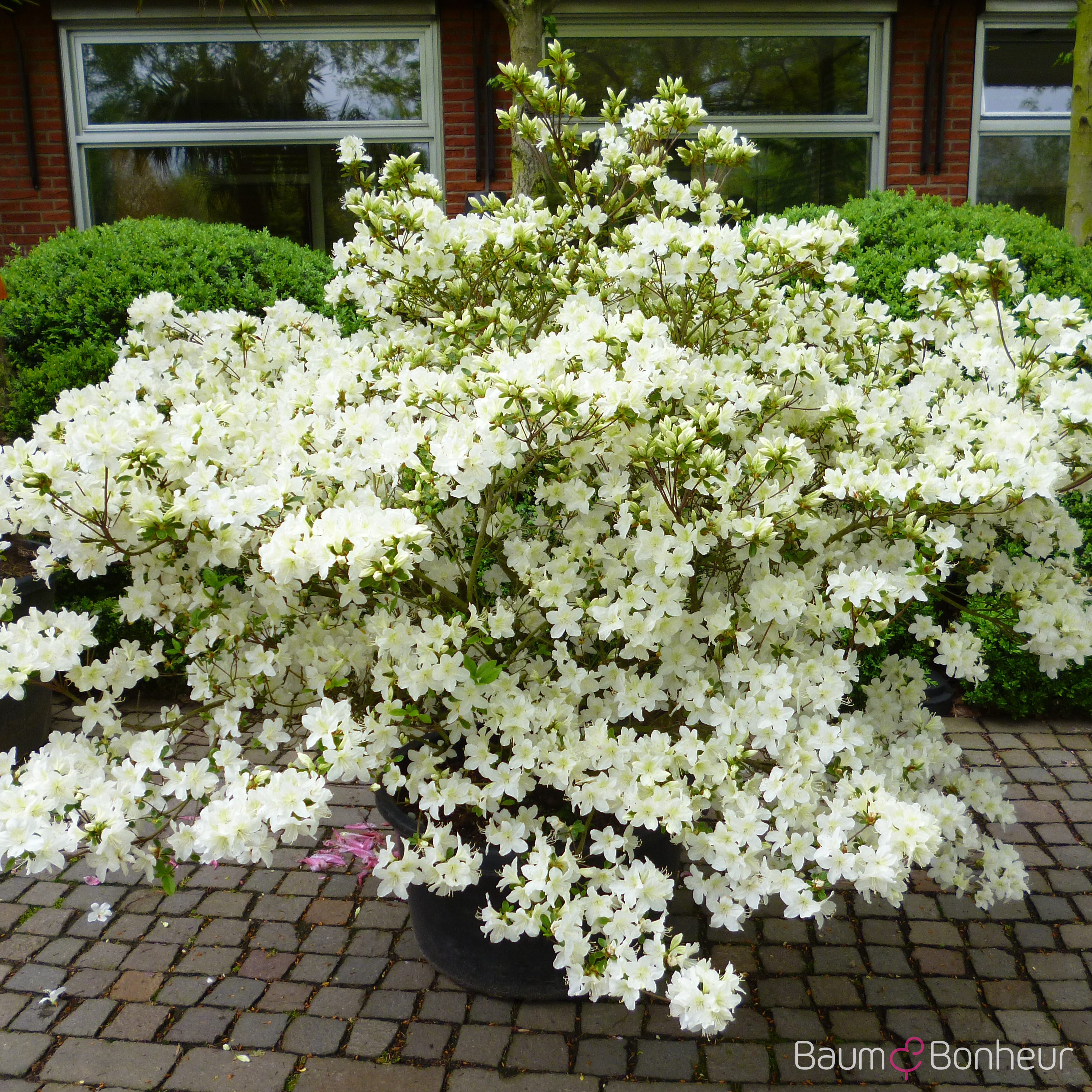 Rhododendron obtusum 'Palestrina'