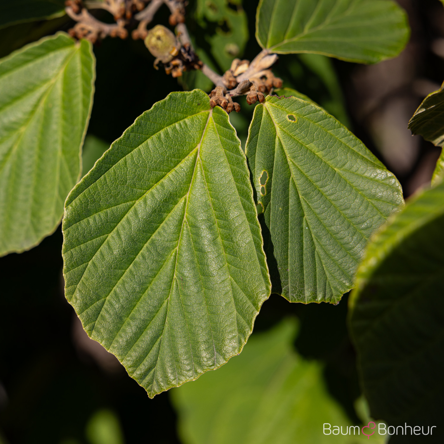 Hamamelis mollis