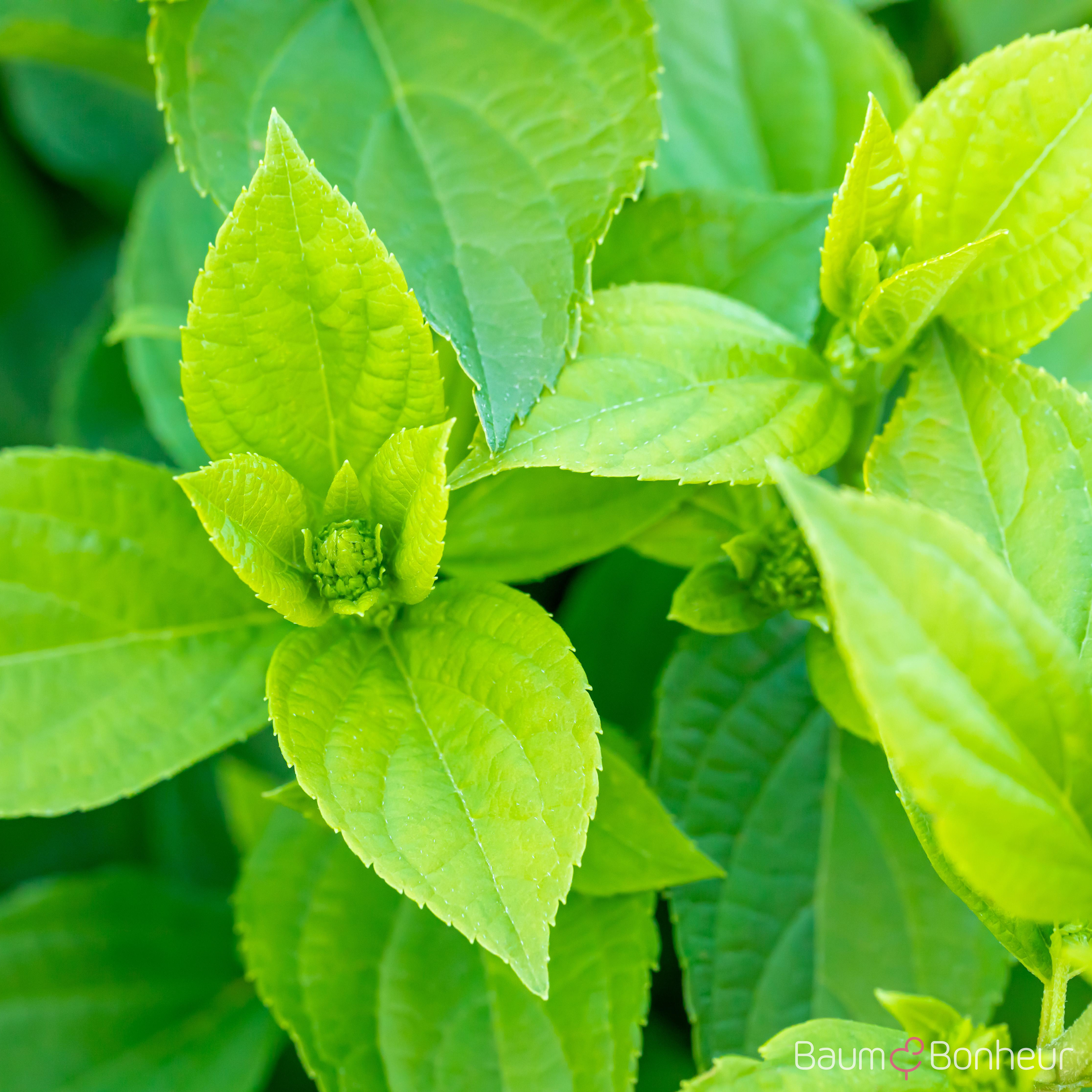 Hydrangea paniculata 'Limelight' -S-