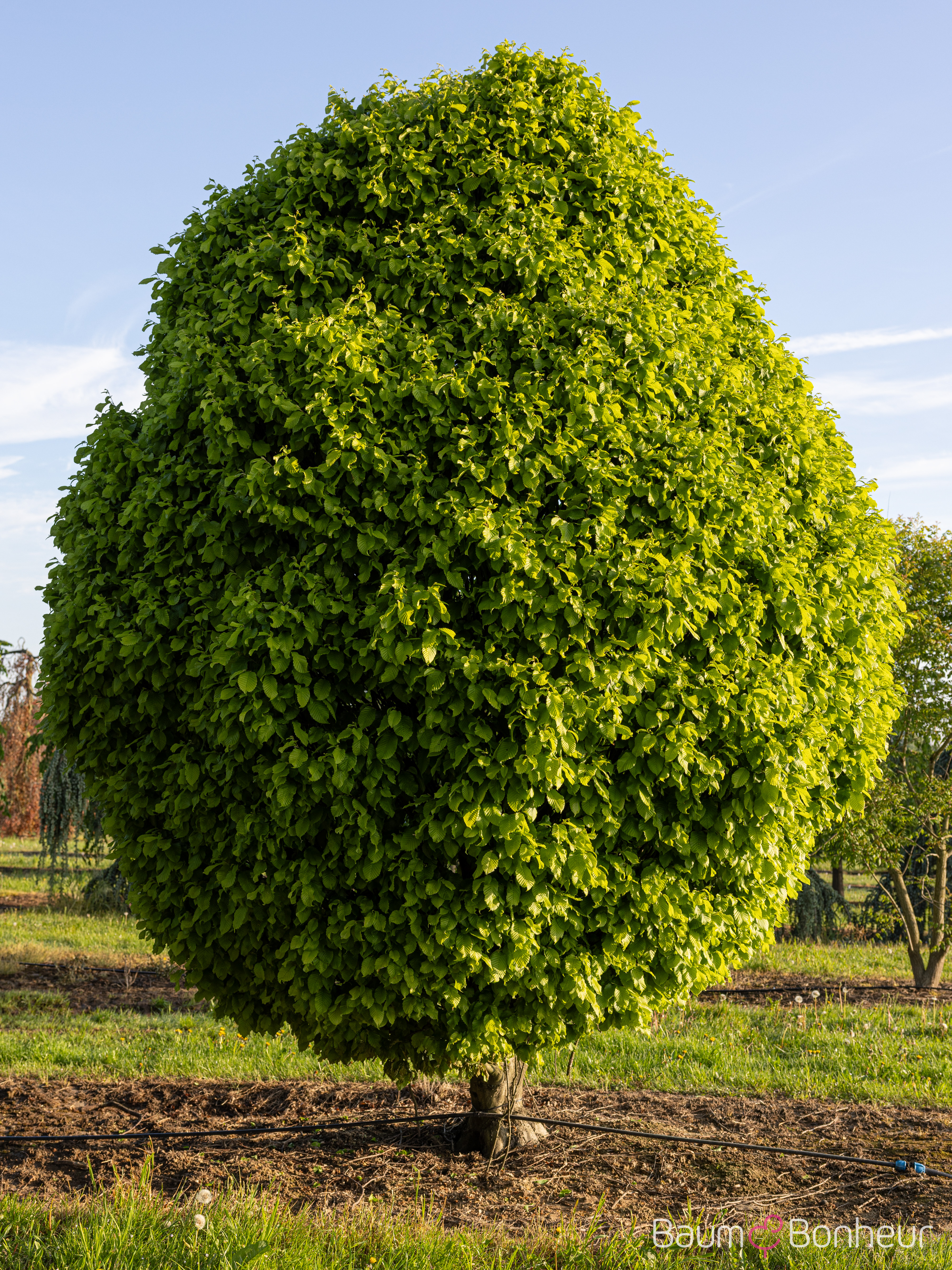 Carpinus betulus 'Fastigiata Monument'