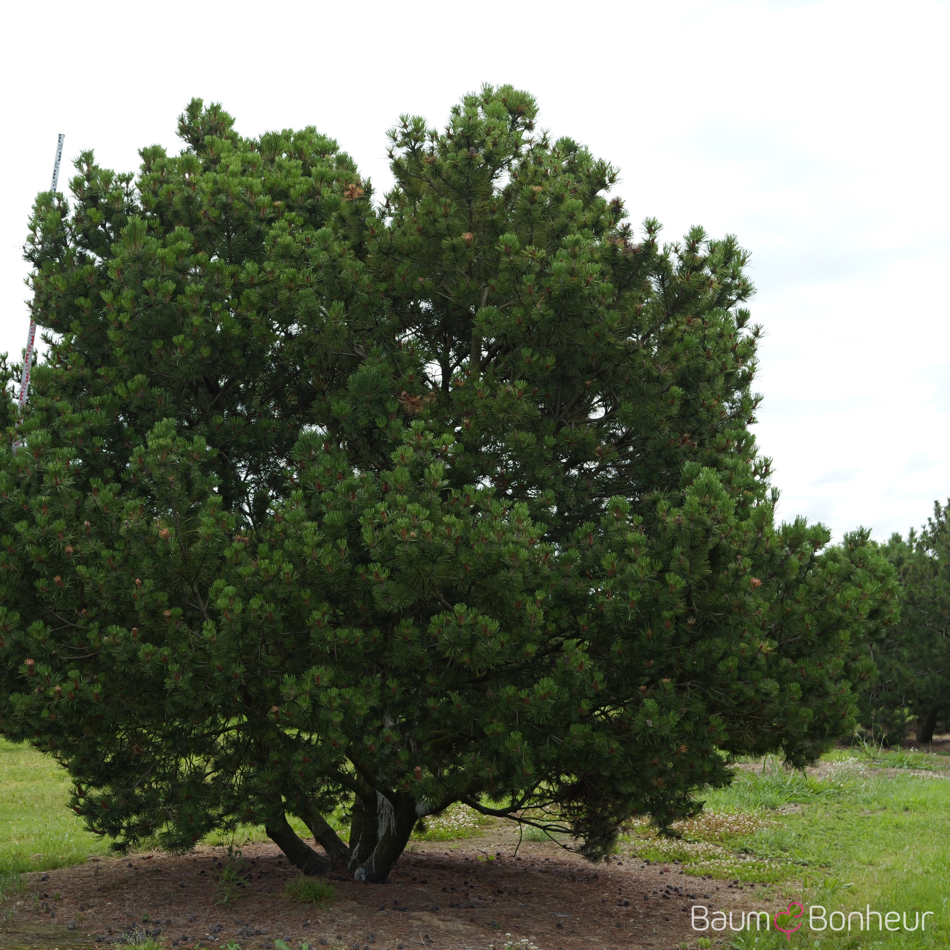 Pinus mugo