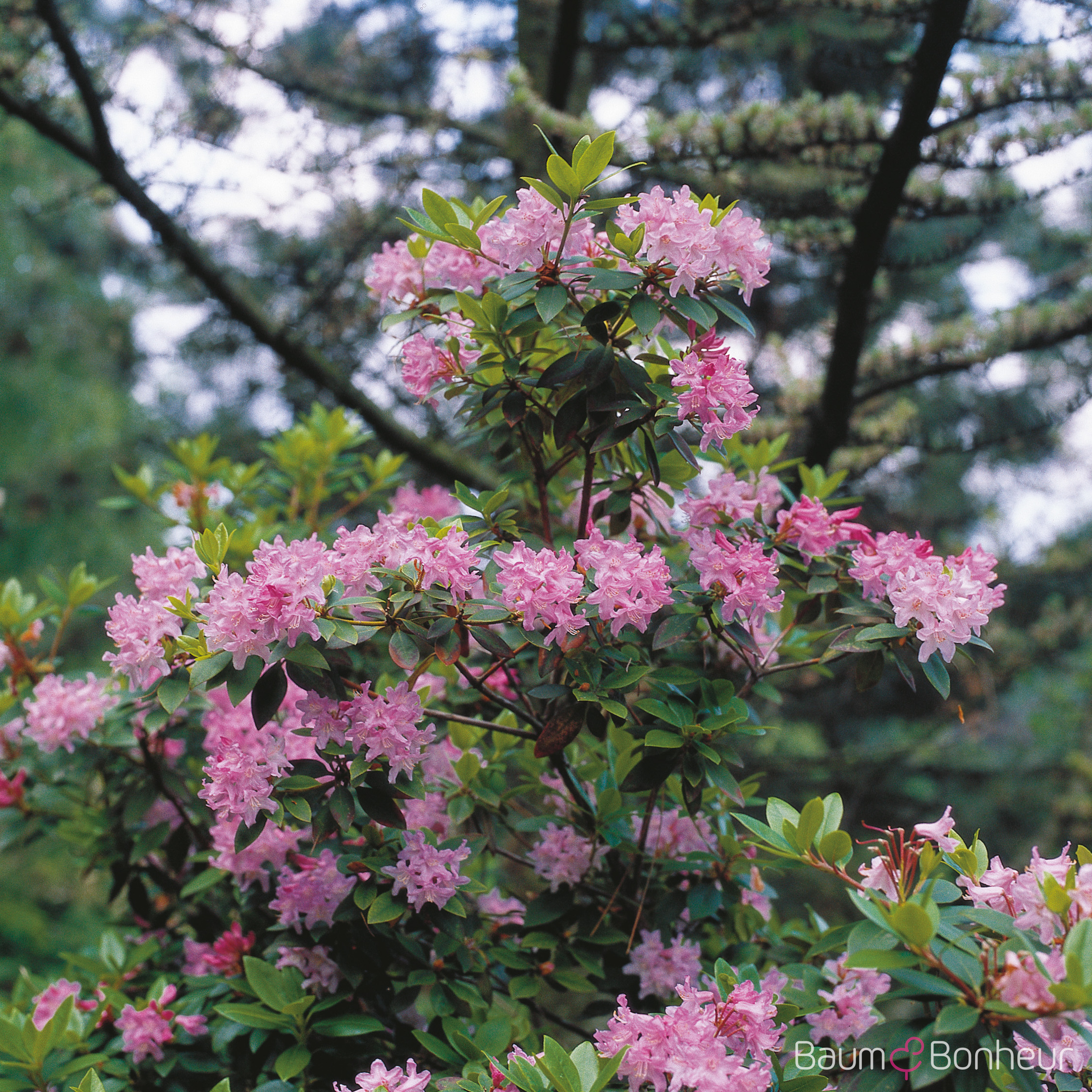 Rhododendron minus