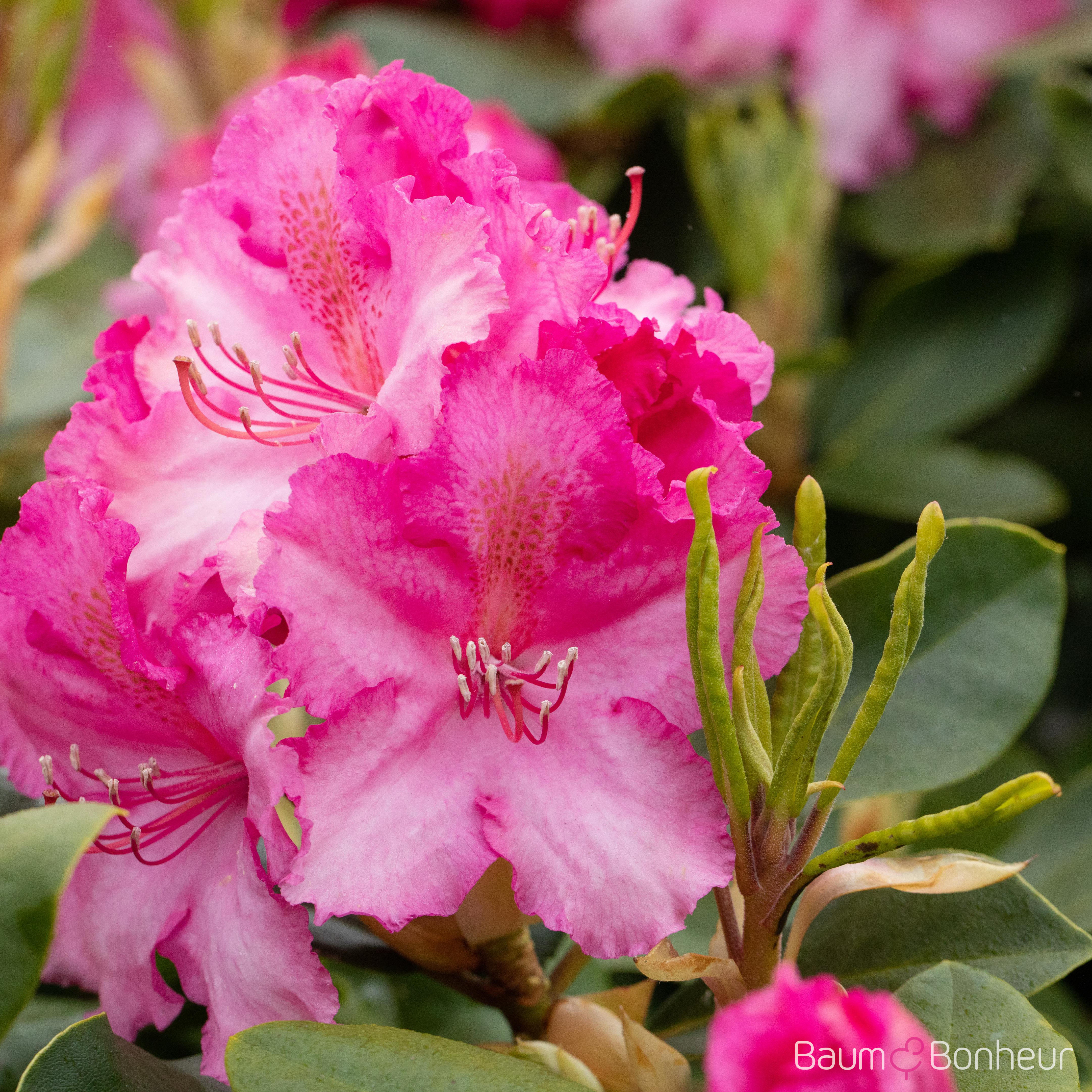 Rhododendron 'Germania'®