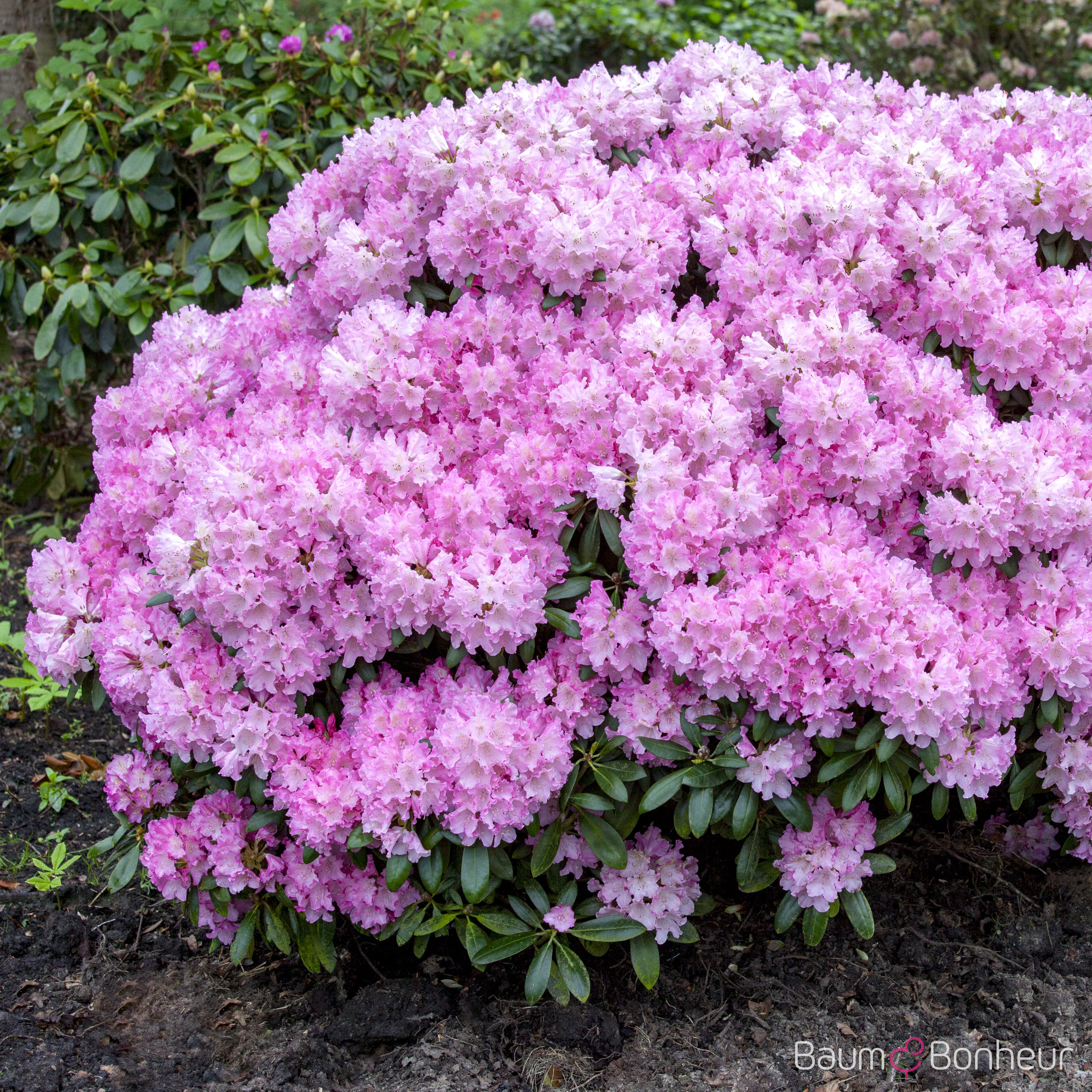 Rhododendron yakushimanum 'Silberwolke'