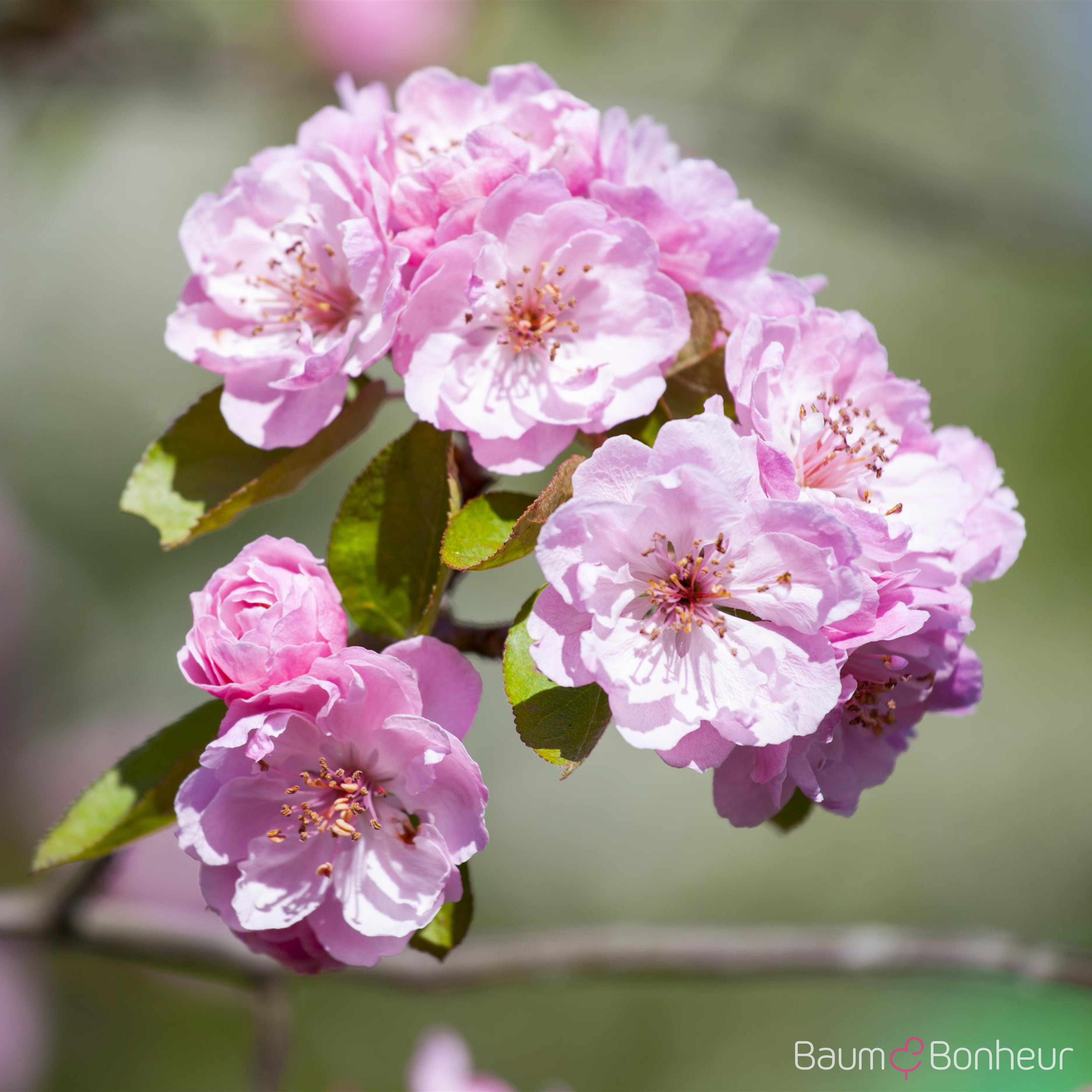 Malus 'Brandy Magic'