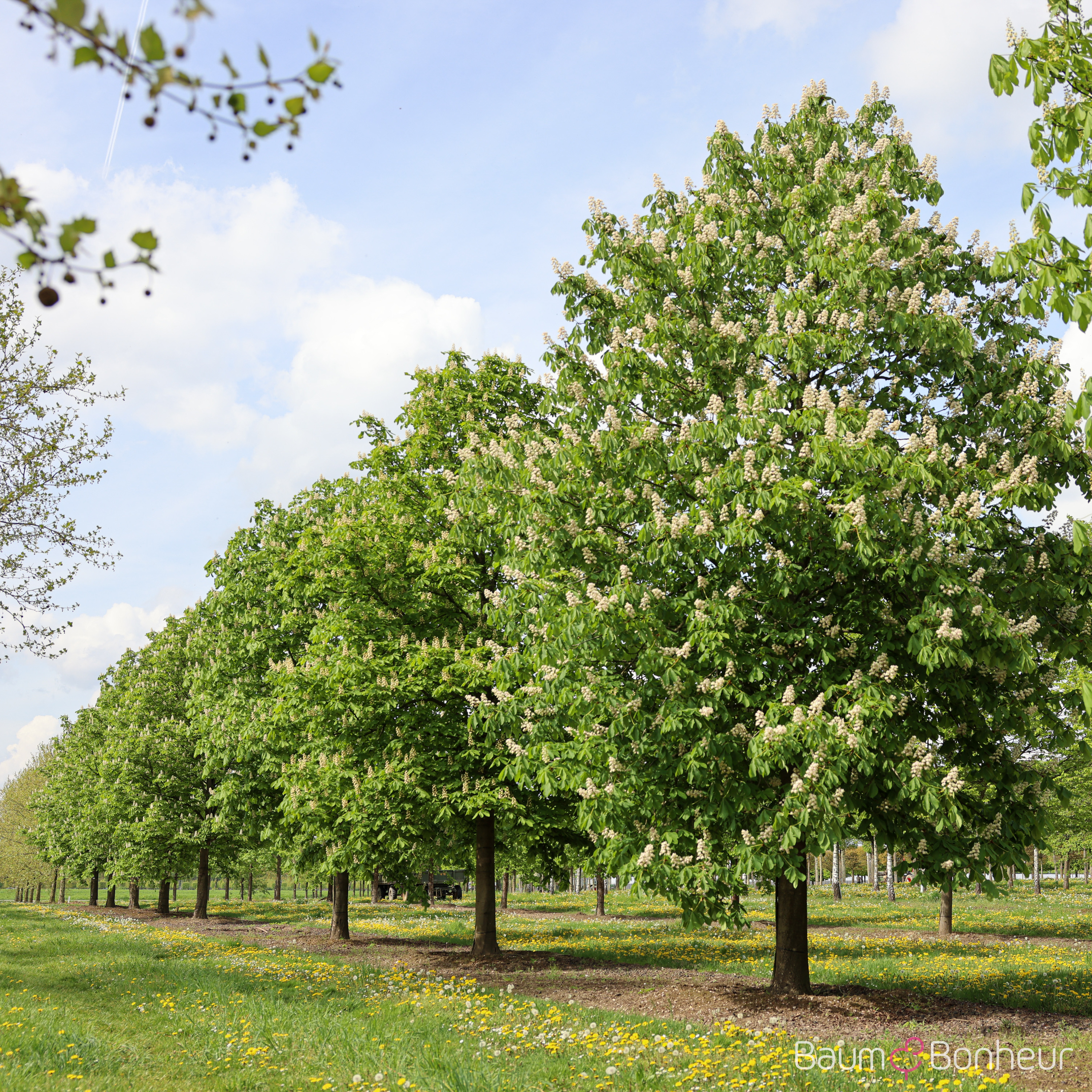 Aesculus hippocastanum
