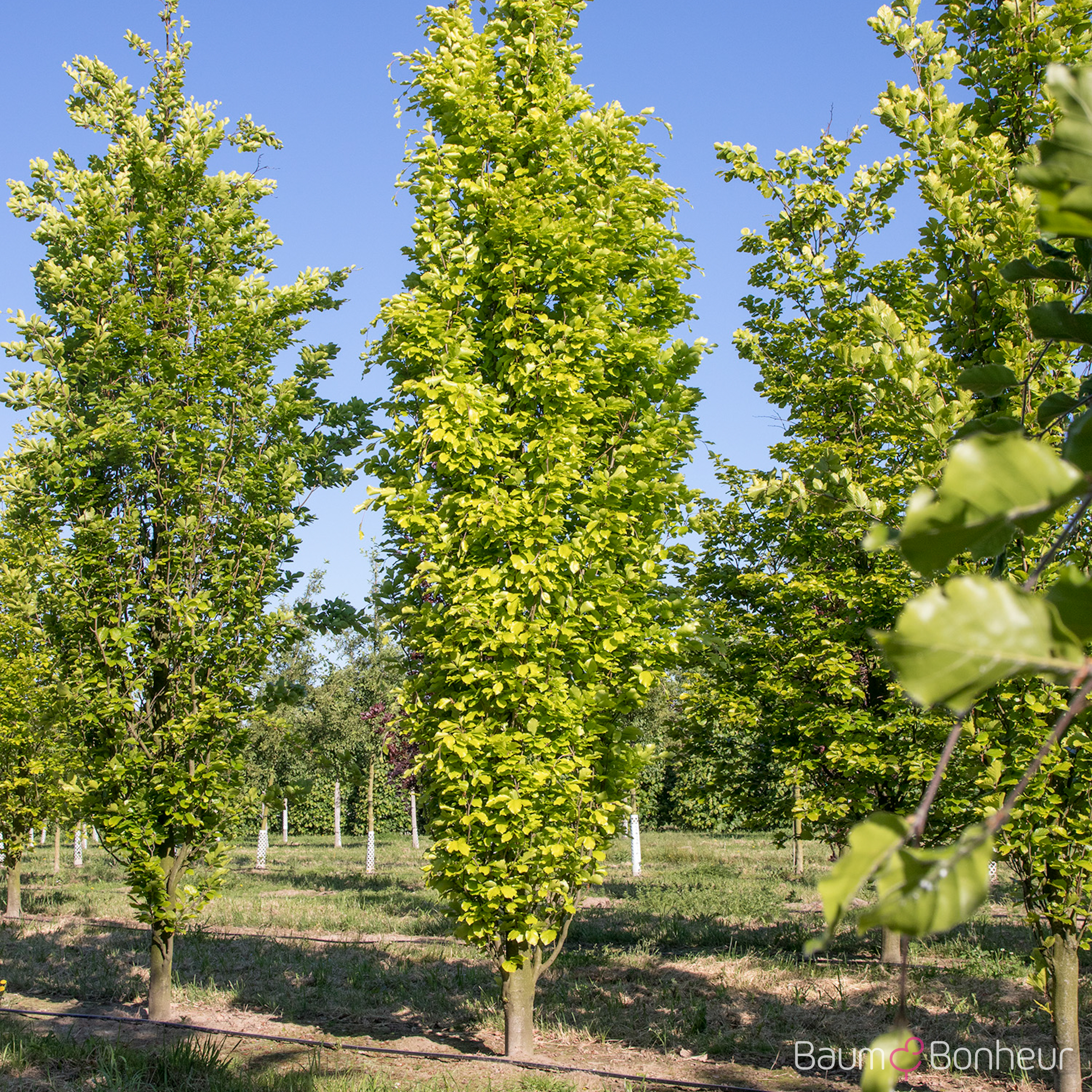 Fagus sylvatica 'Dawyck Gold'