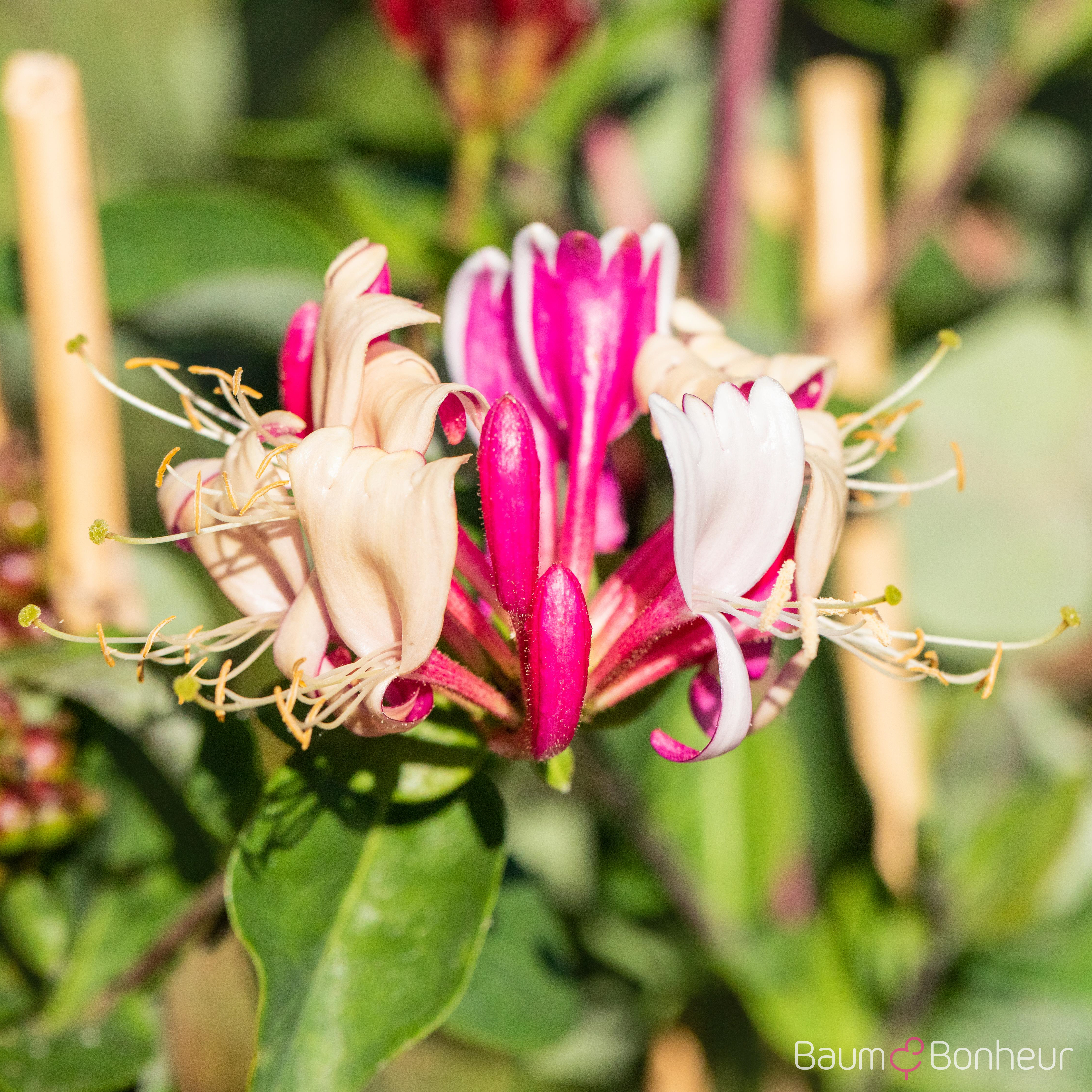 Lonicera periclymenum