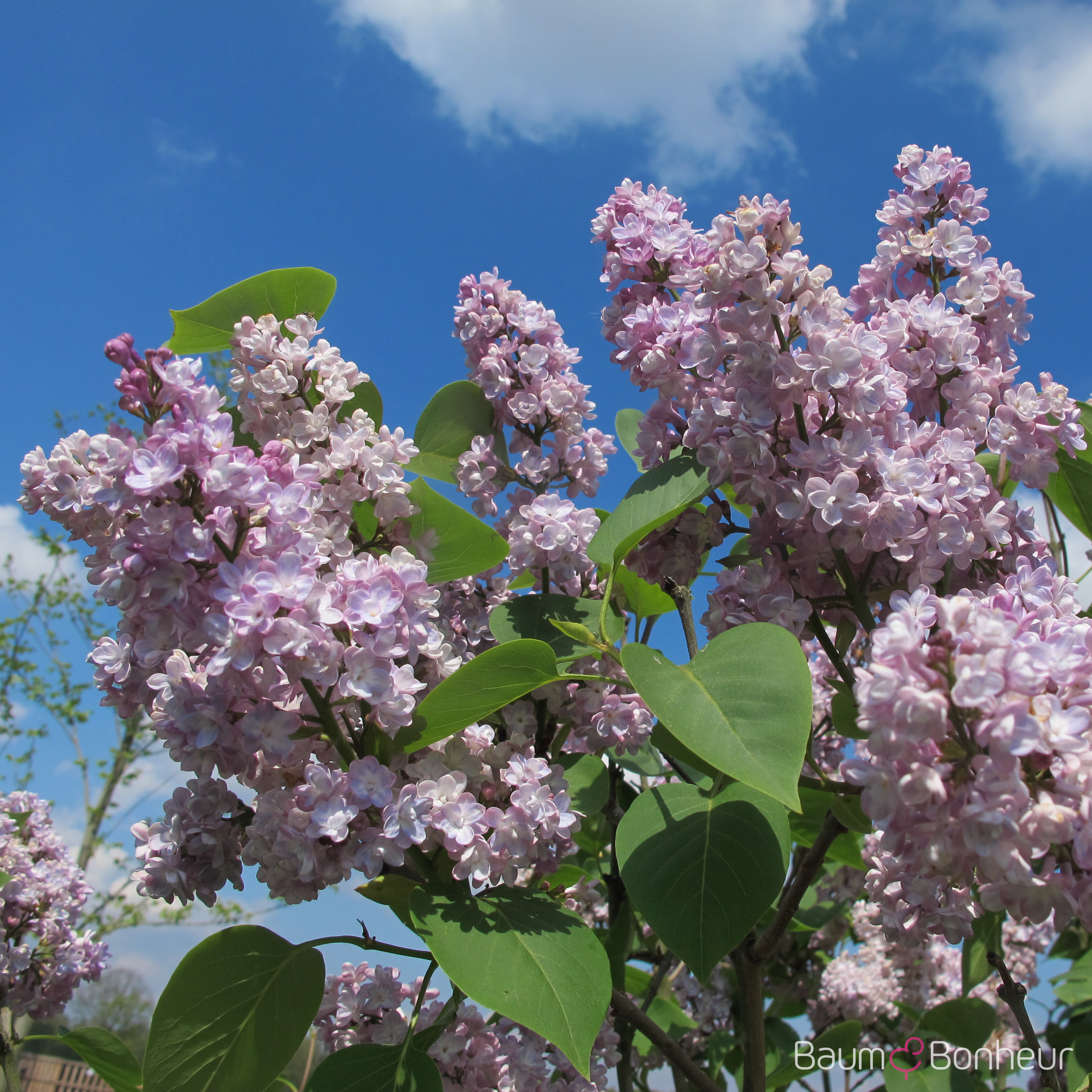 Syringa vulgaris 'Mme Antoine Buchner'