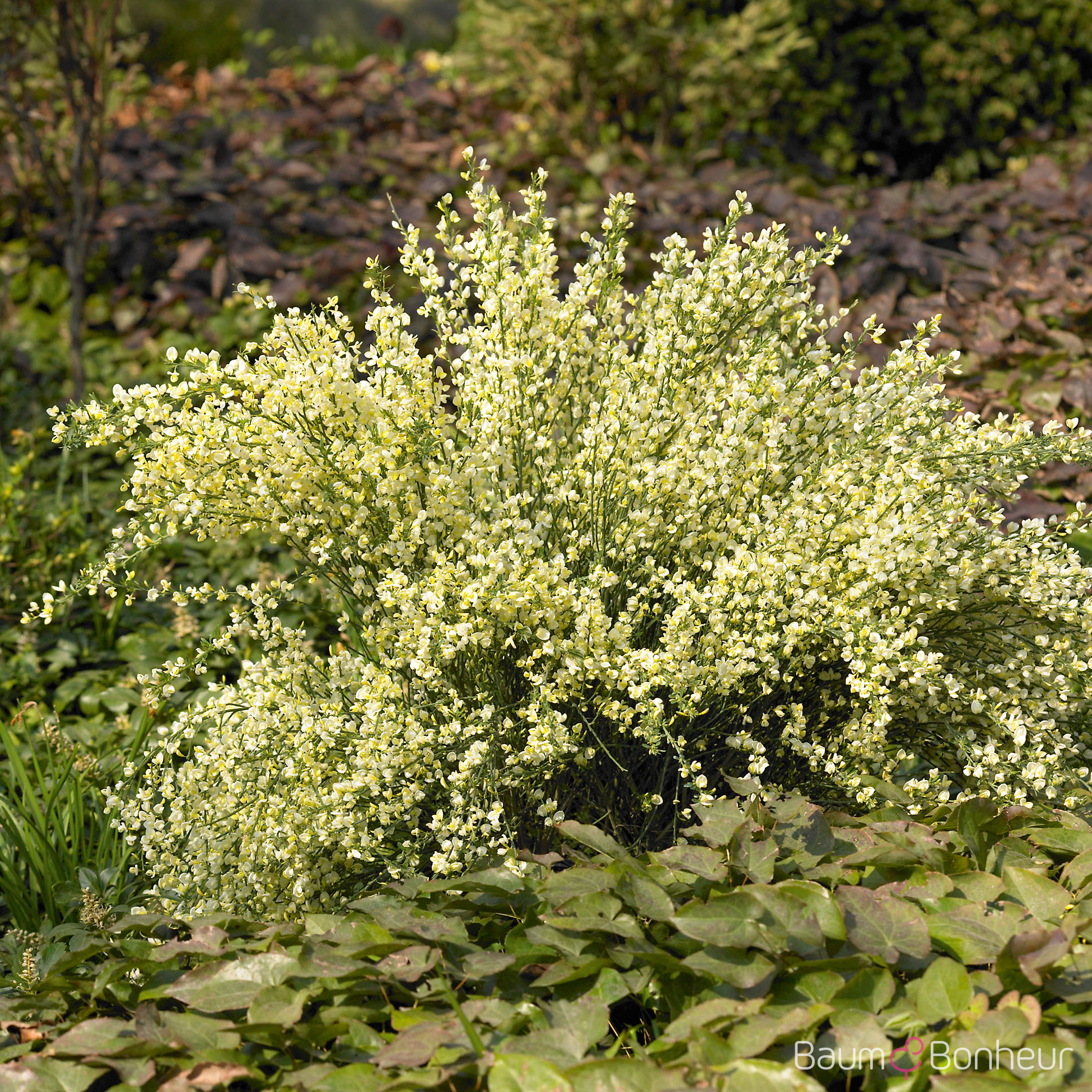 Cytisus praecox