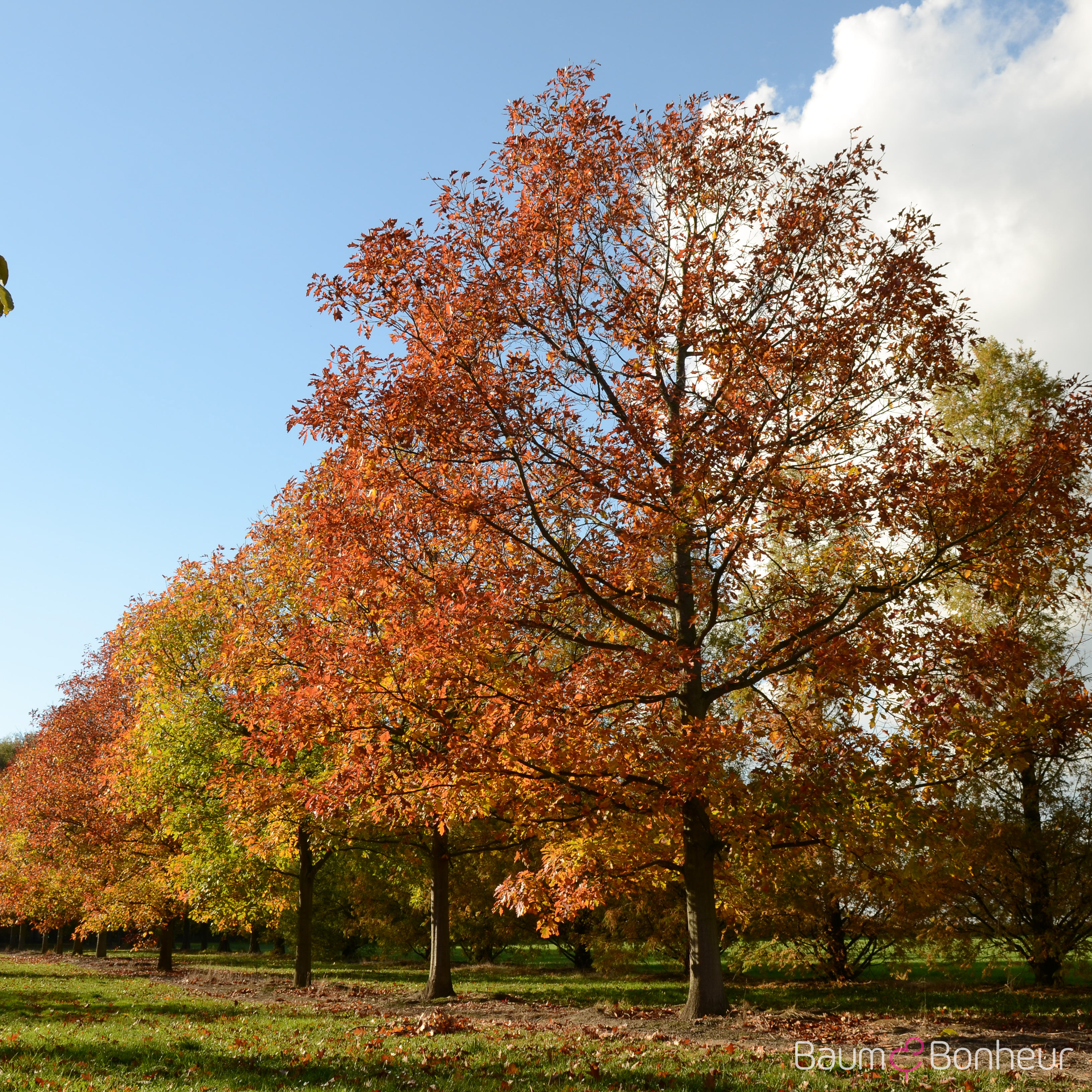Quercus rubra