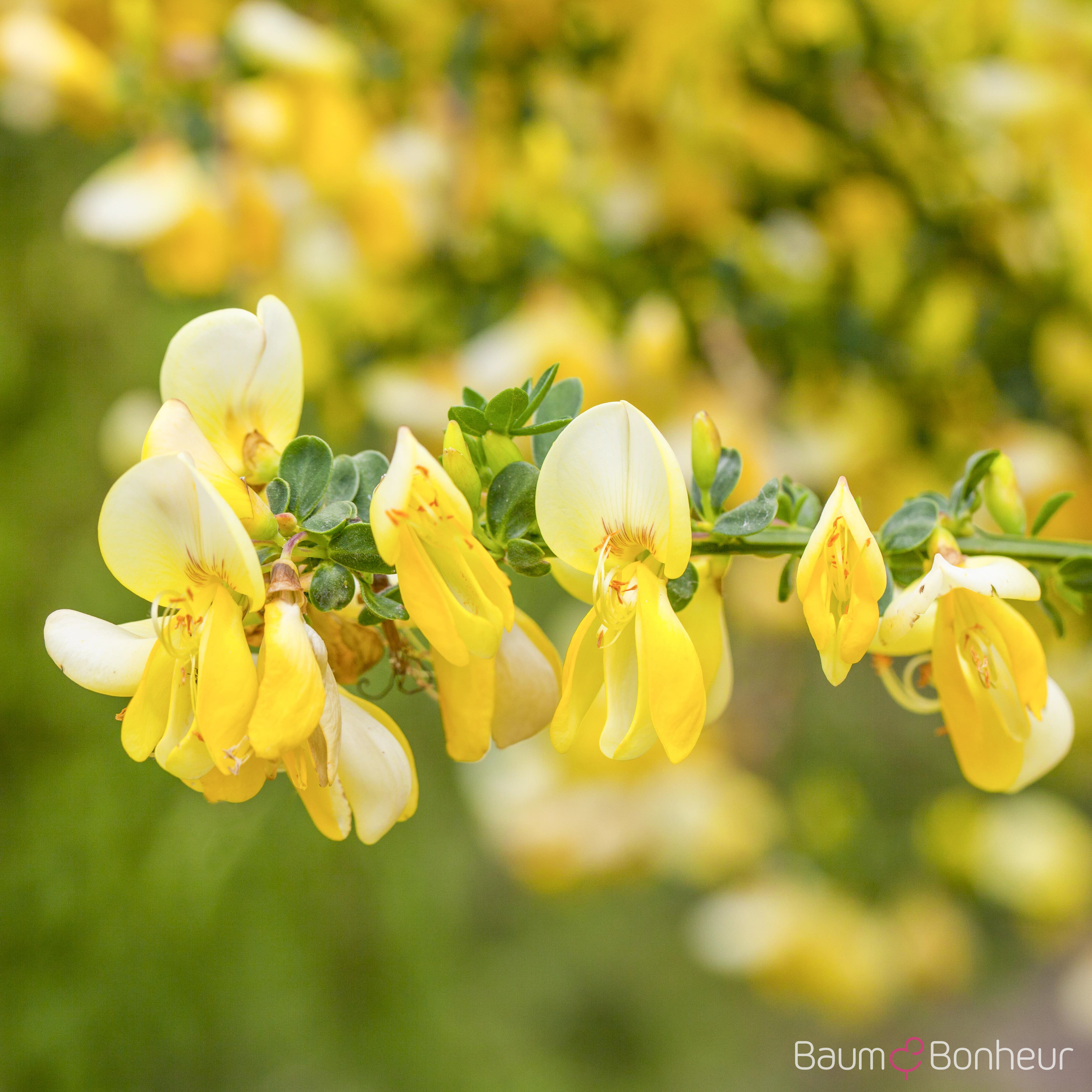 Cytisus scoparius 'Andreanus Compacta'