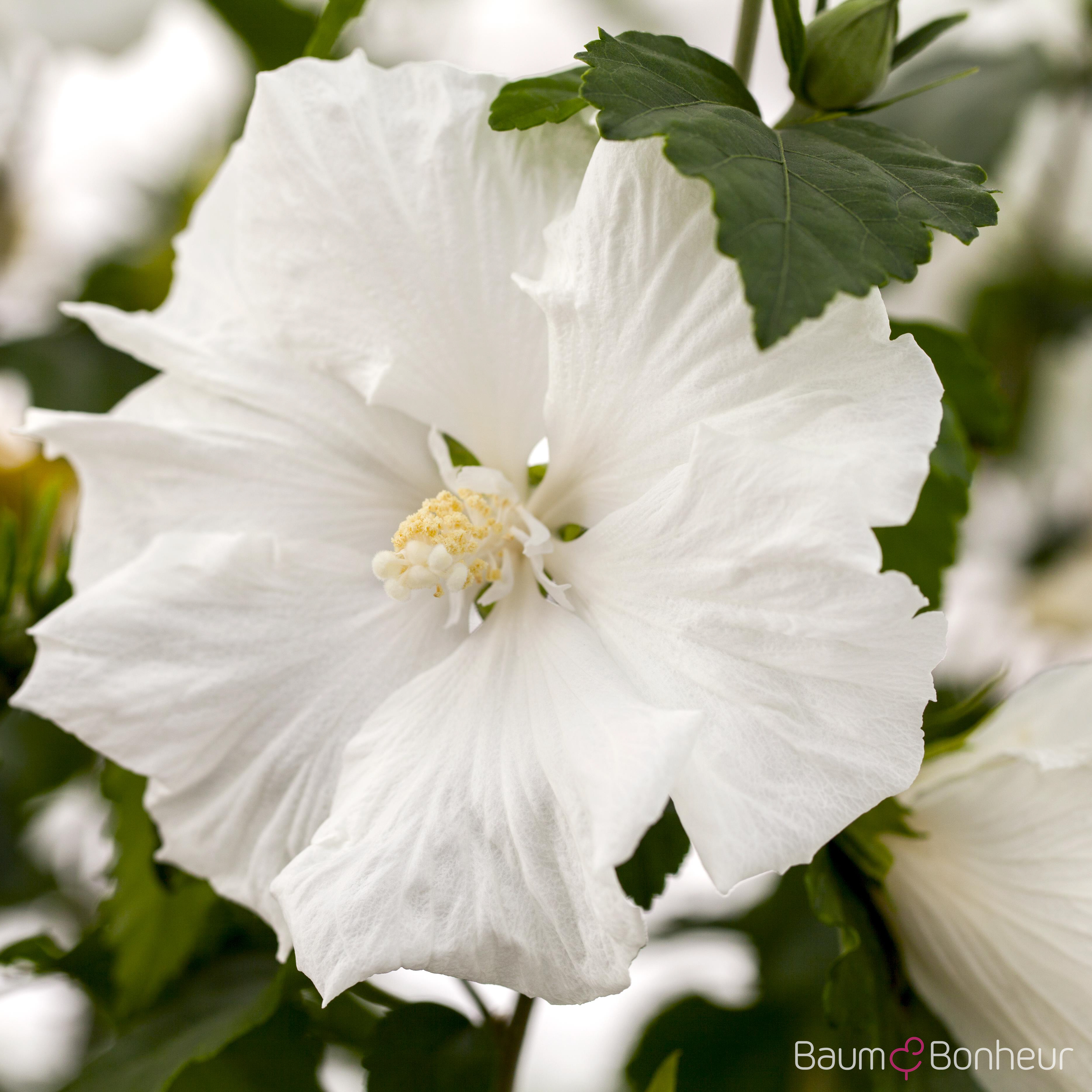 Hibiscus syriacus 'Diana'