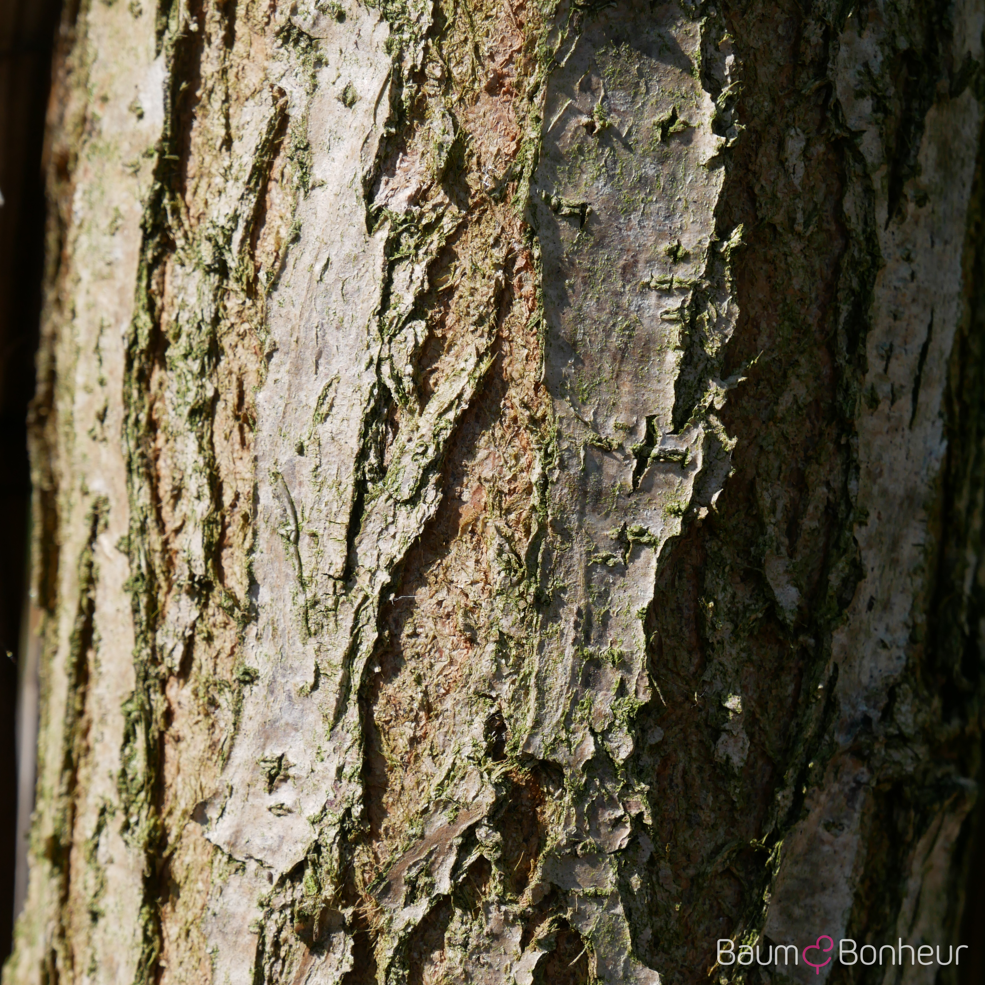 Robinia pseudoacacia 'Unifoliola'