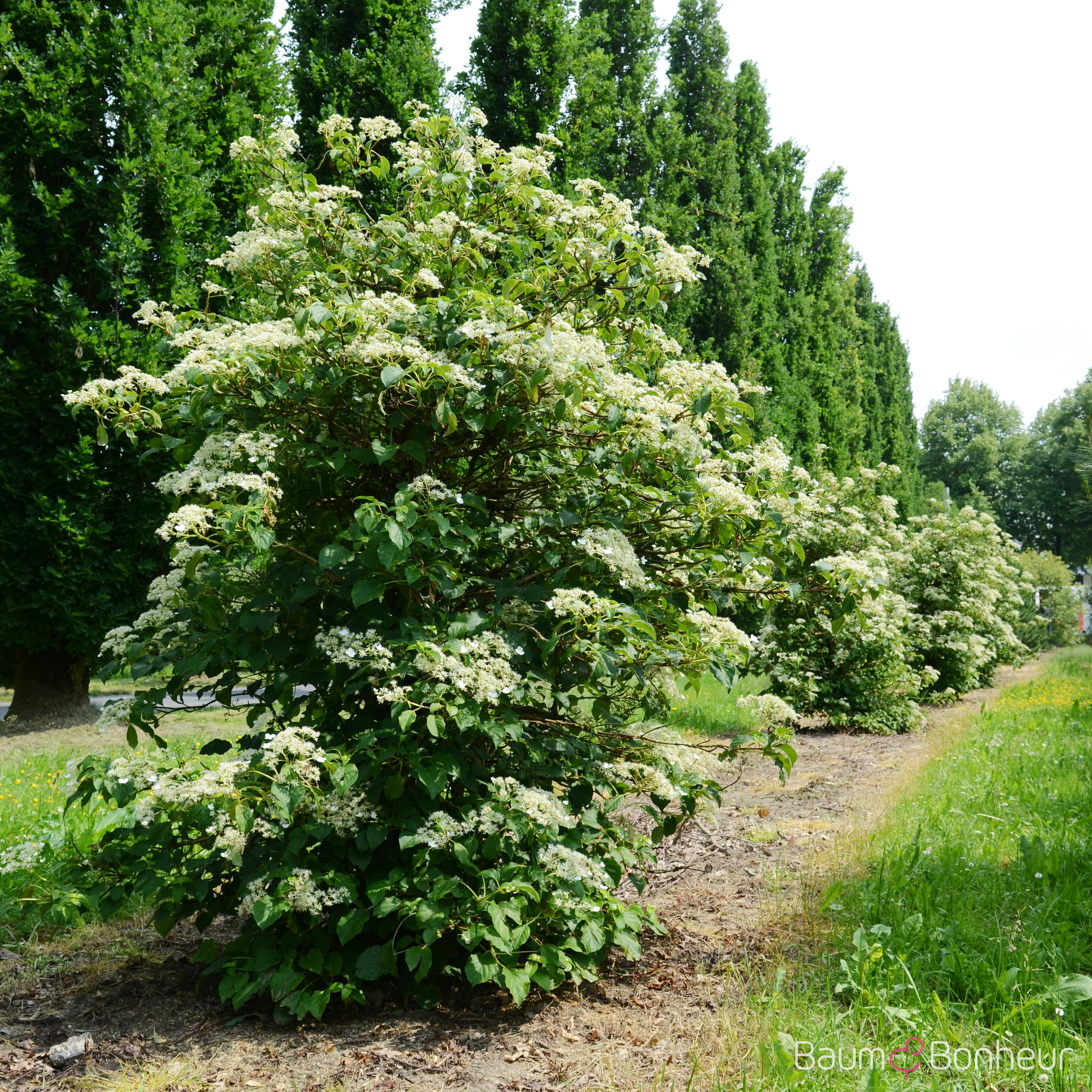 Hydrangea petiolaris