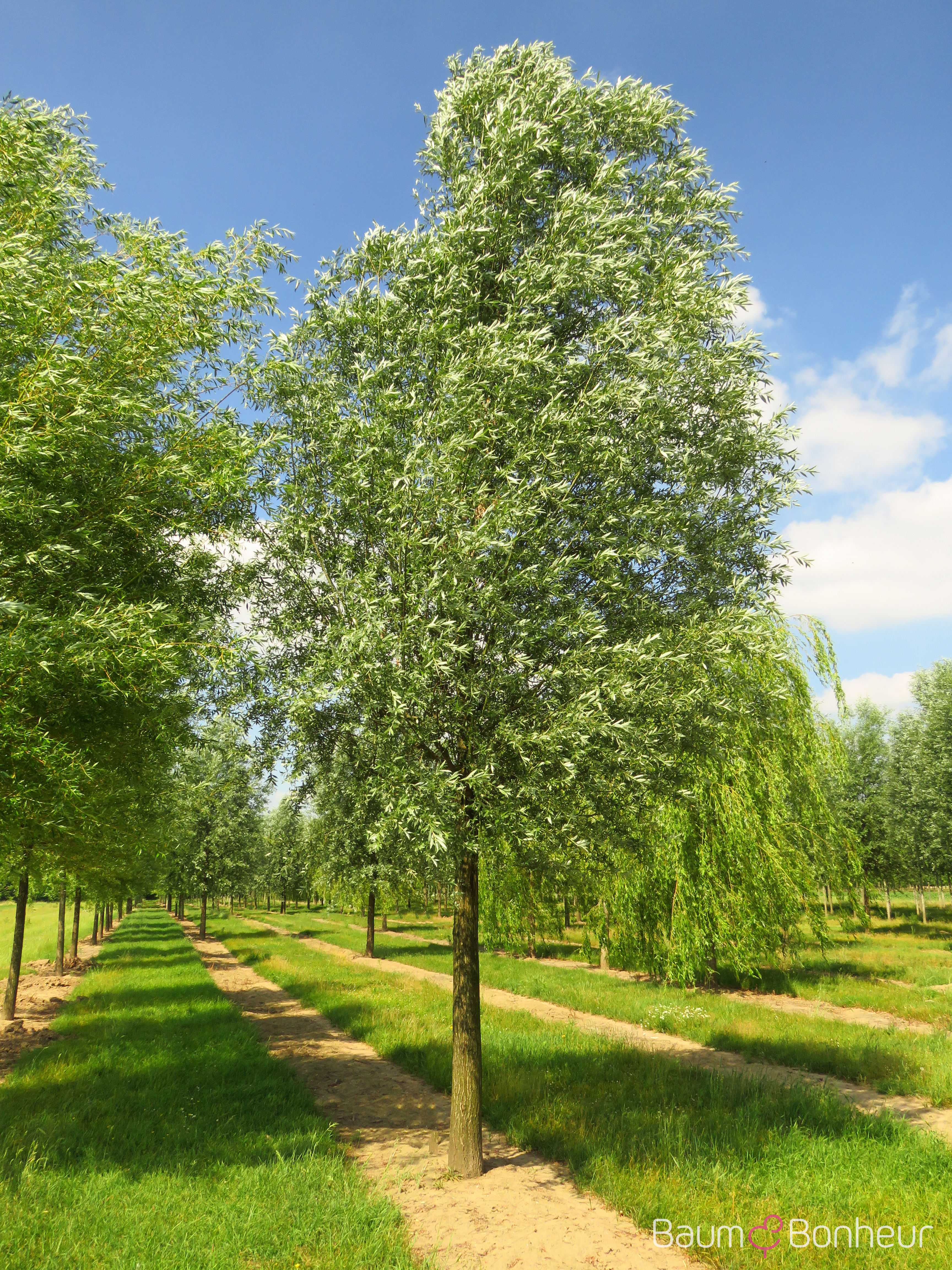 Salix alba
