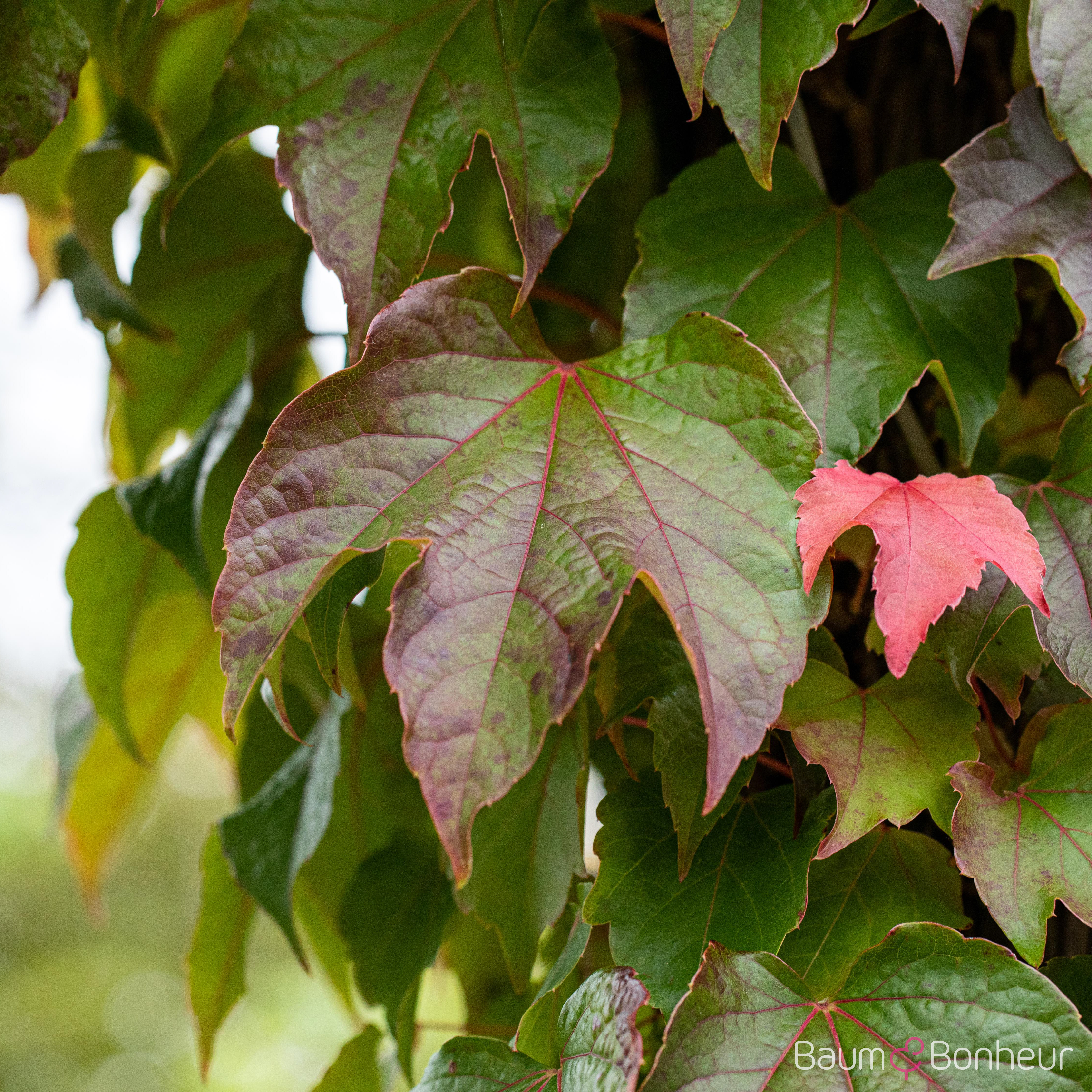 Parthenocissus tric.'Veitchii'