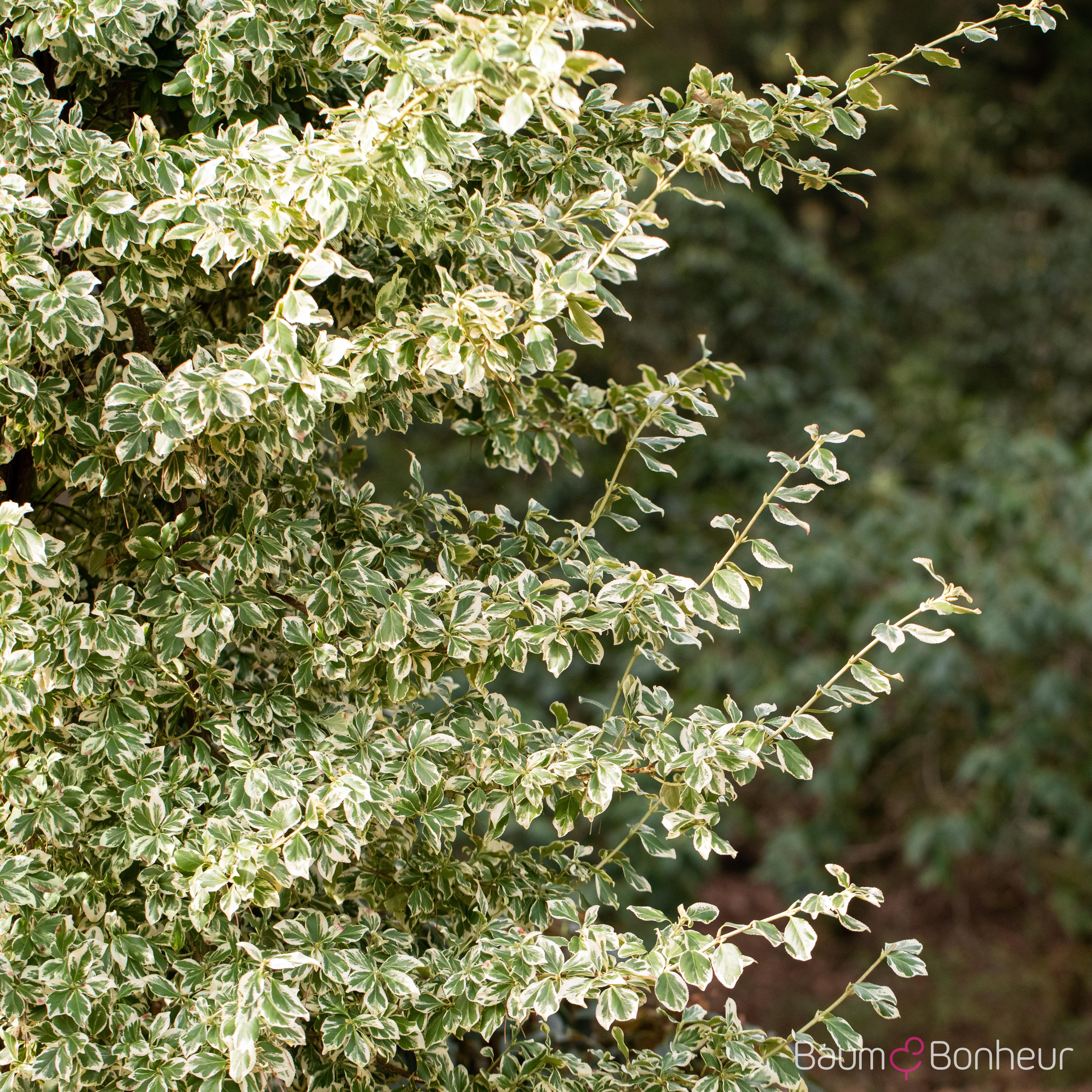 Euonymus fortunei 'Emerald Gaiety'