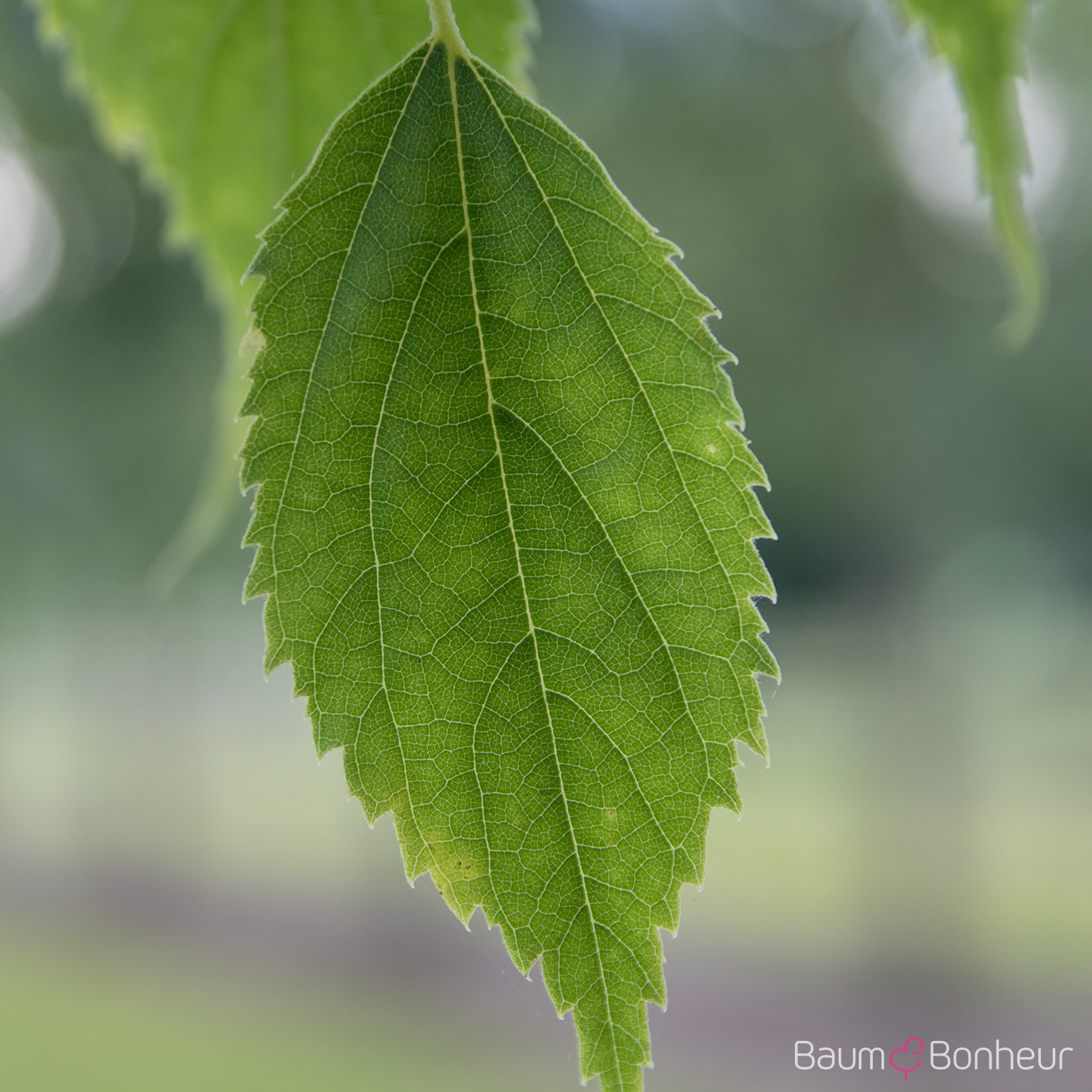 Celtis australis